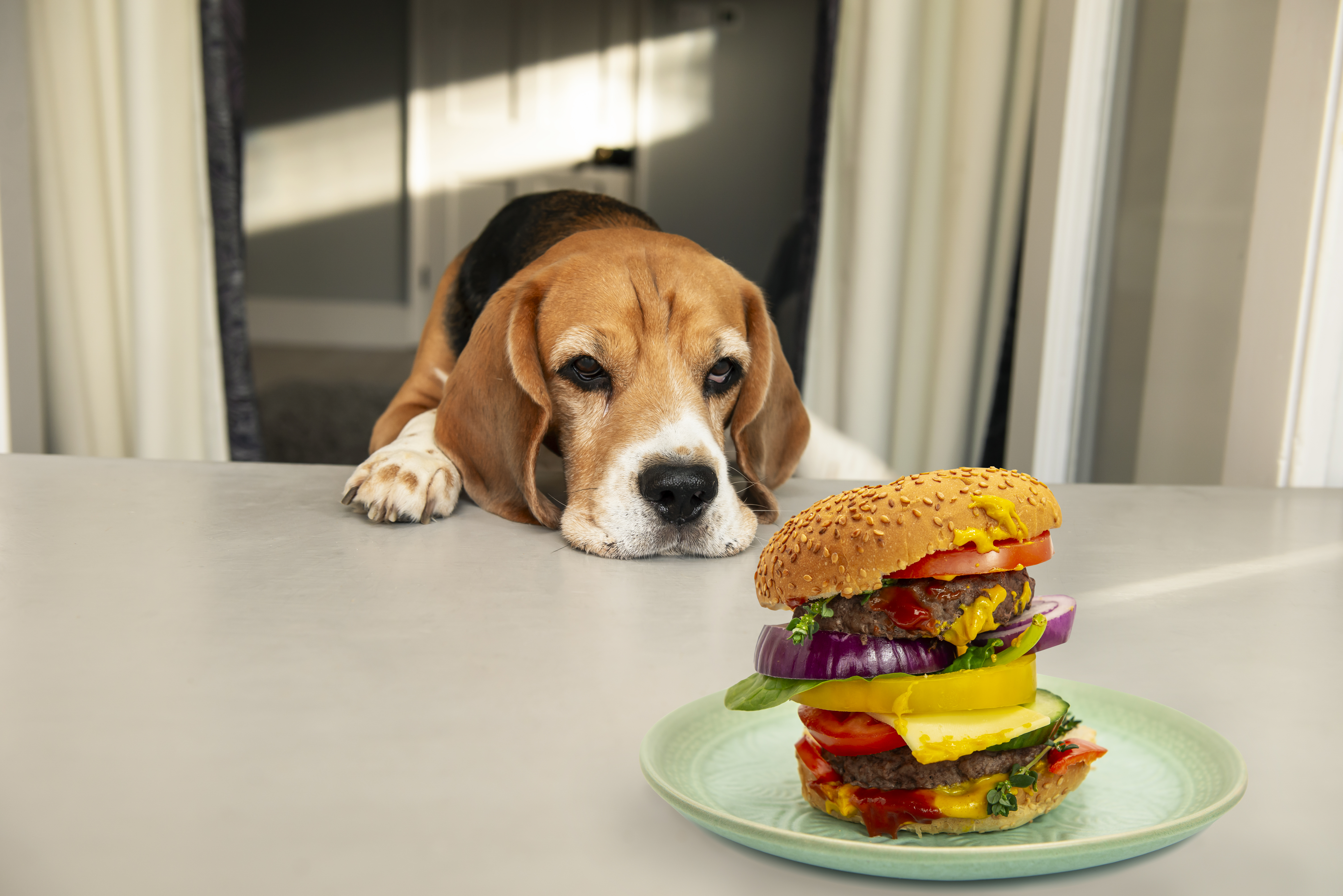funny dog's face looks at a big delicious burger