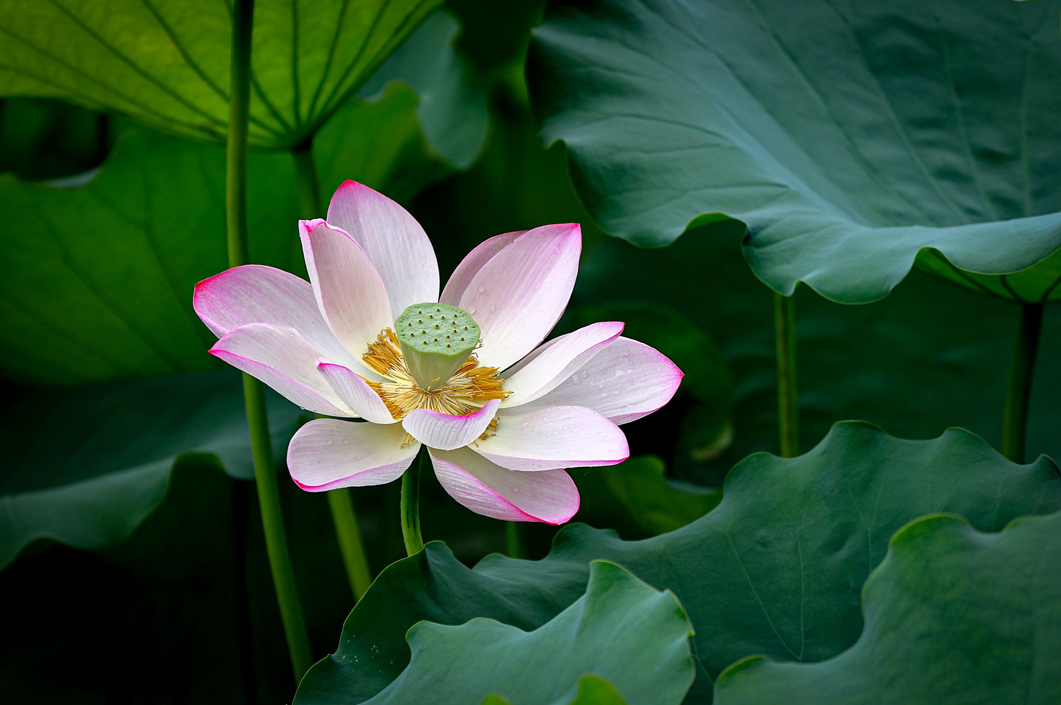 lotus flower