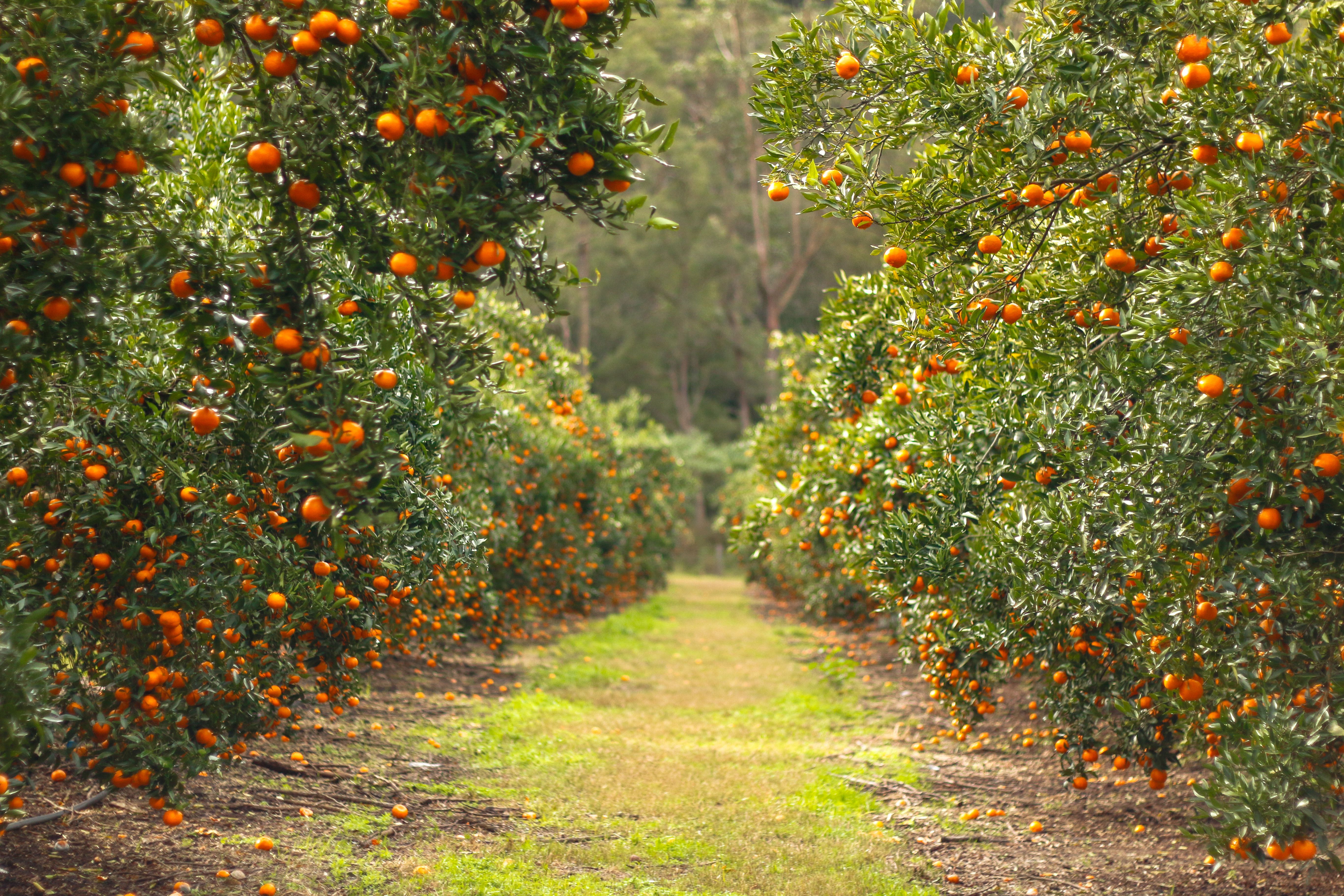 citrus orchard