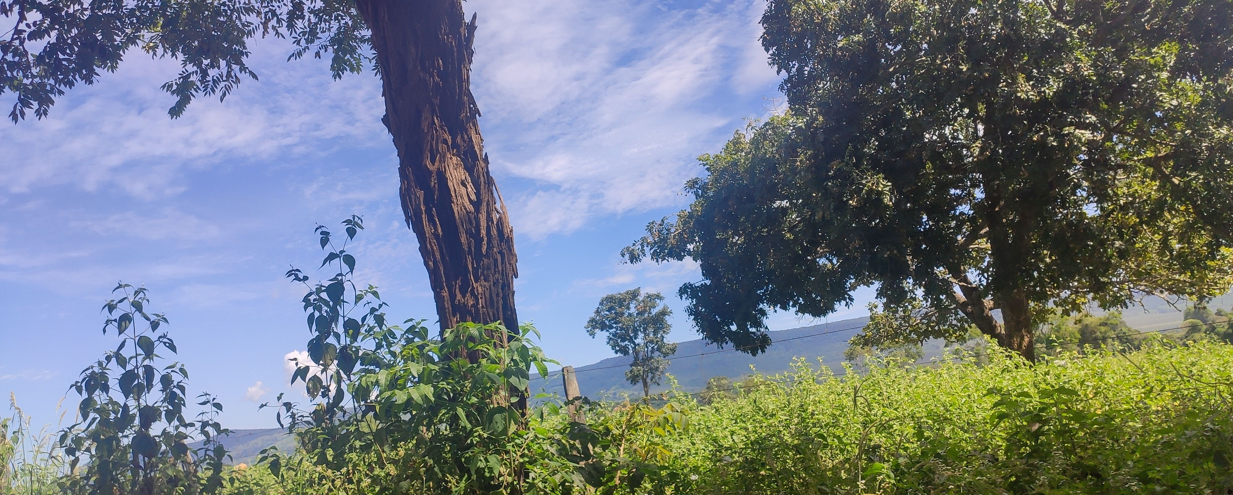 Brazilian Cerrado, Tree and Mountain