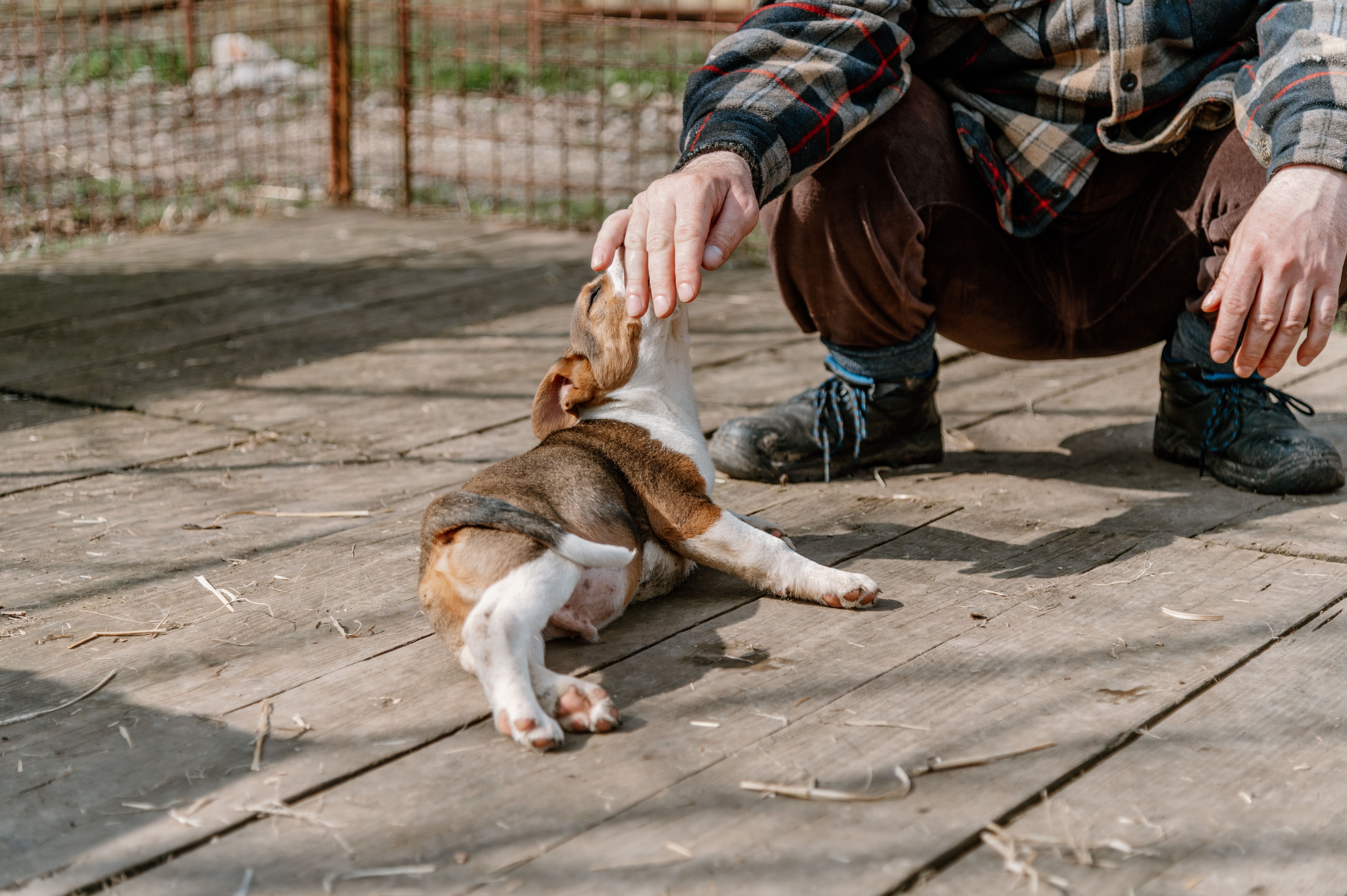 volunteer sports event
