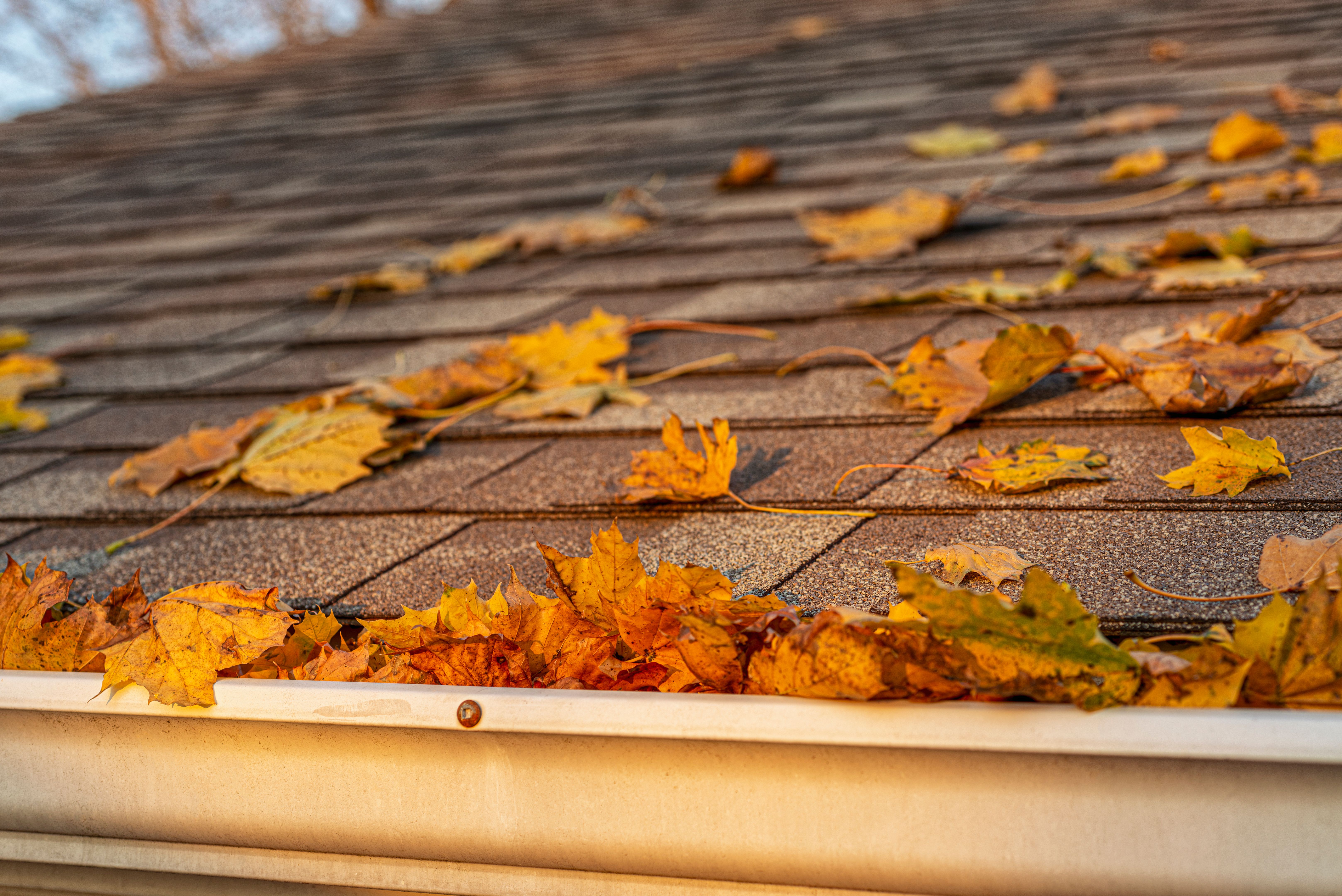 autumn leaves gutters