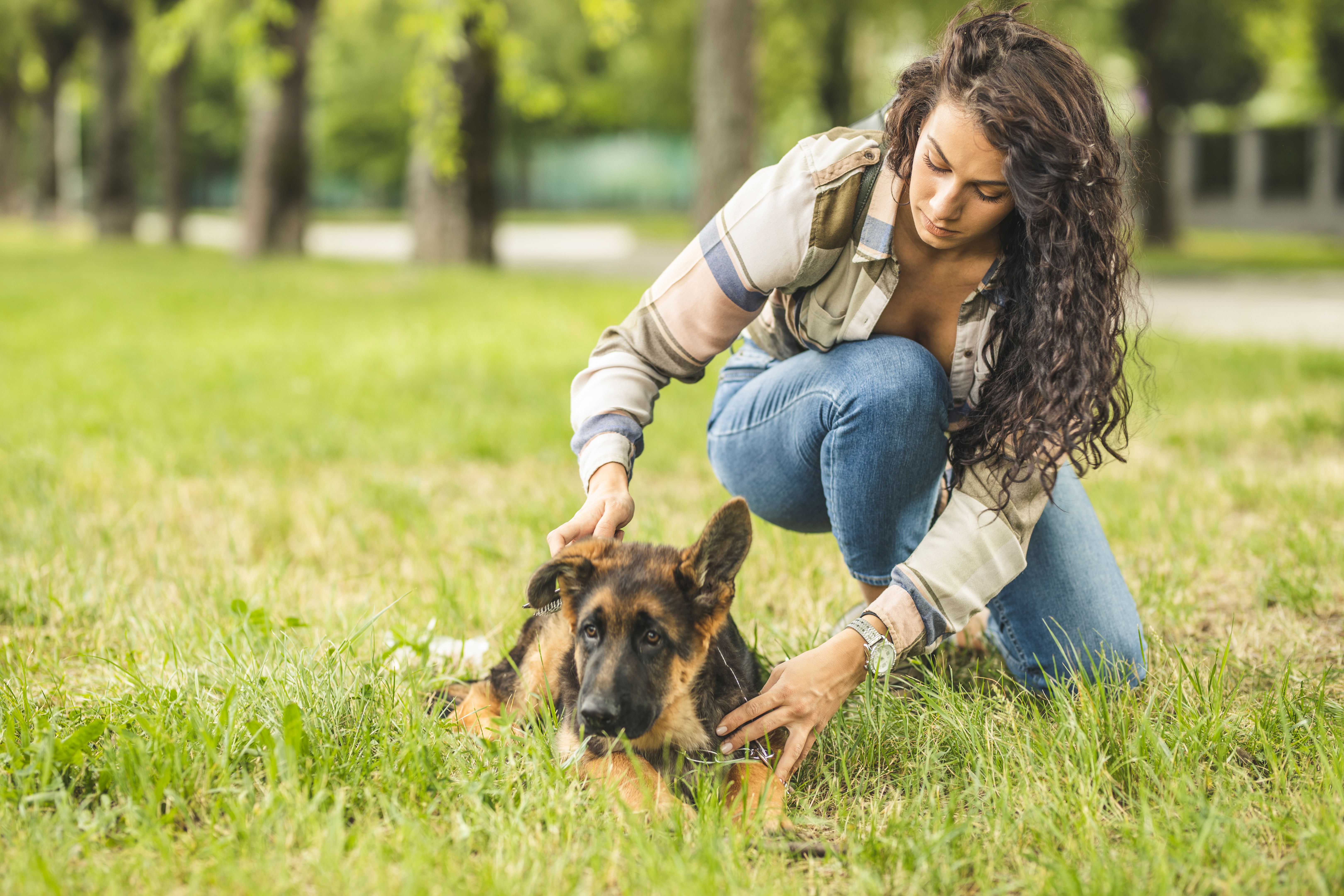 german shepherd grooming