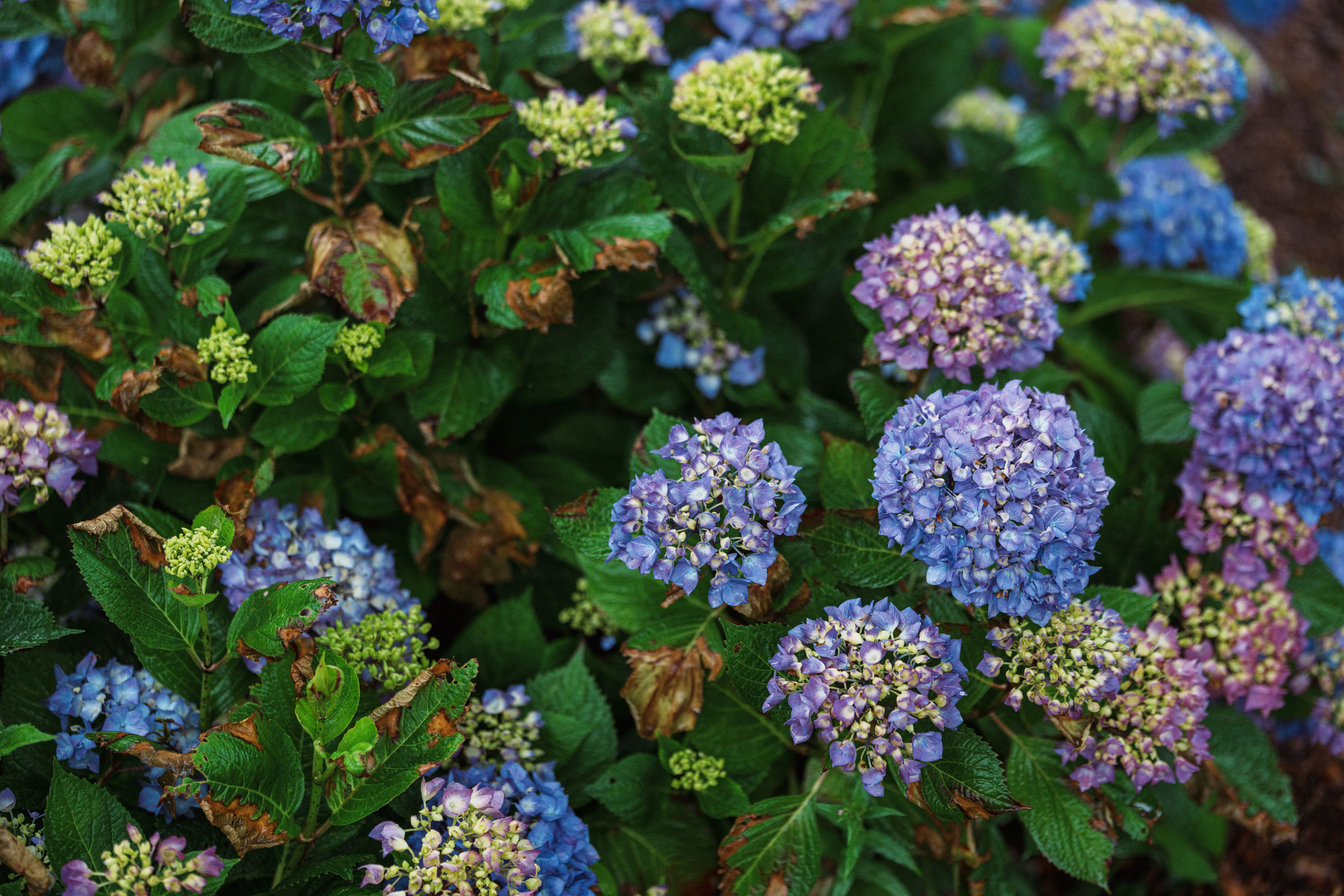 summer garden care