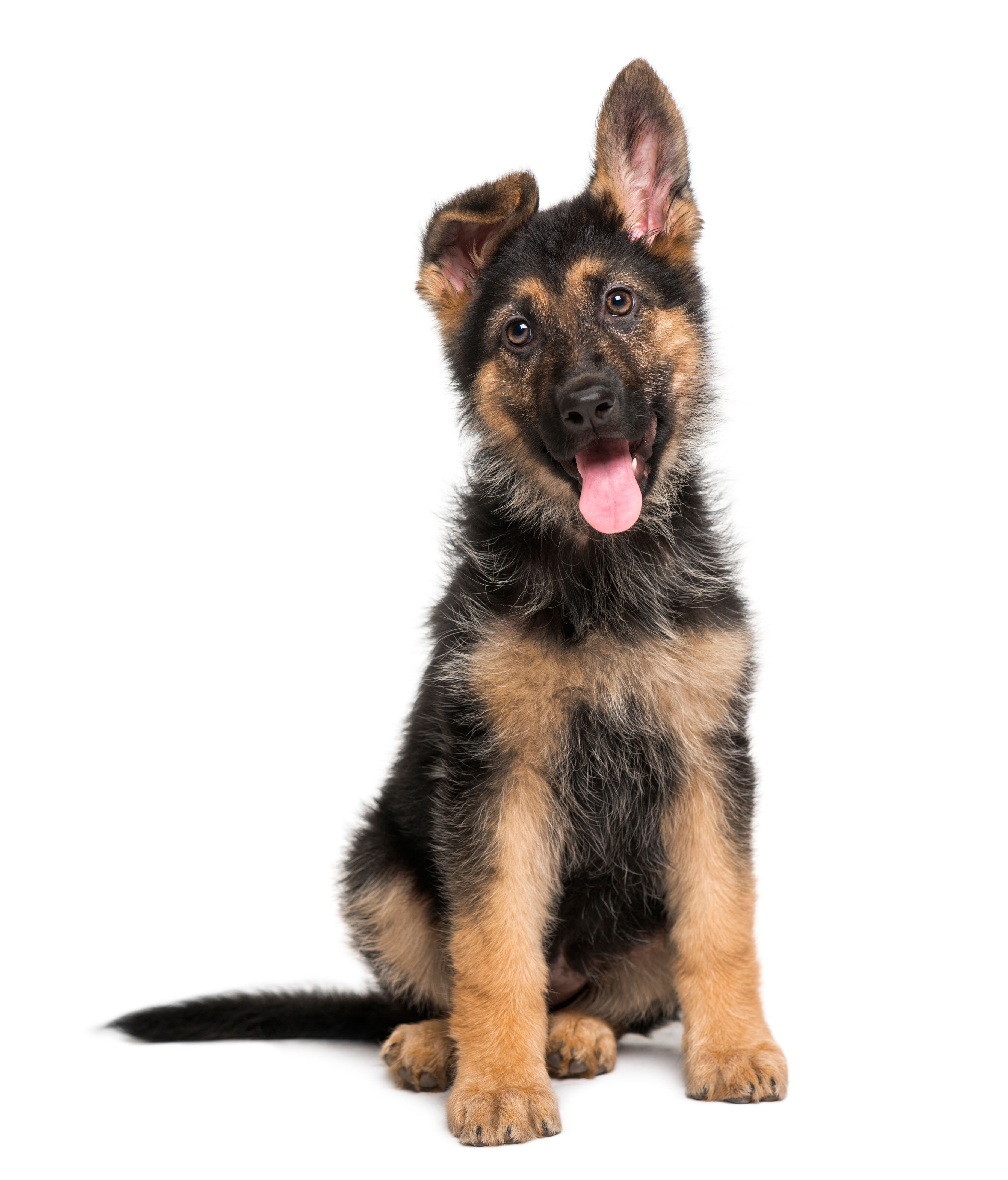 German Shepherd puppy