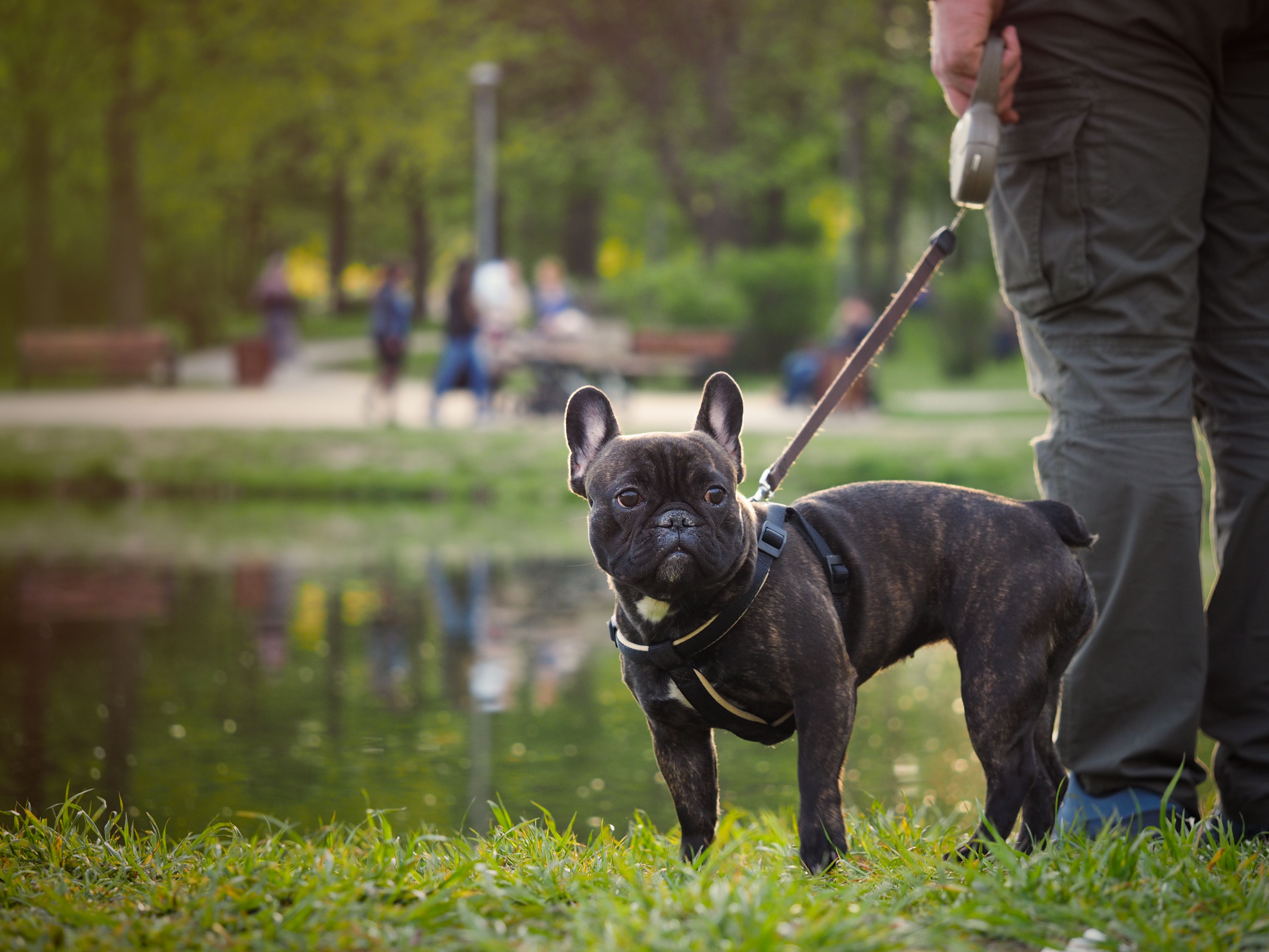 The dog in the Park on a walk The dog in the Park on a walk