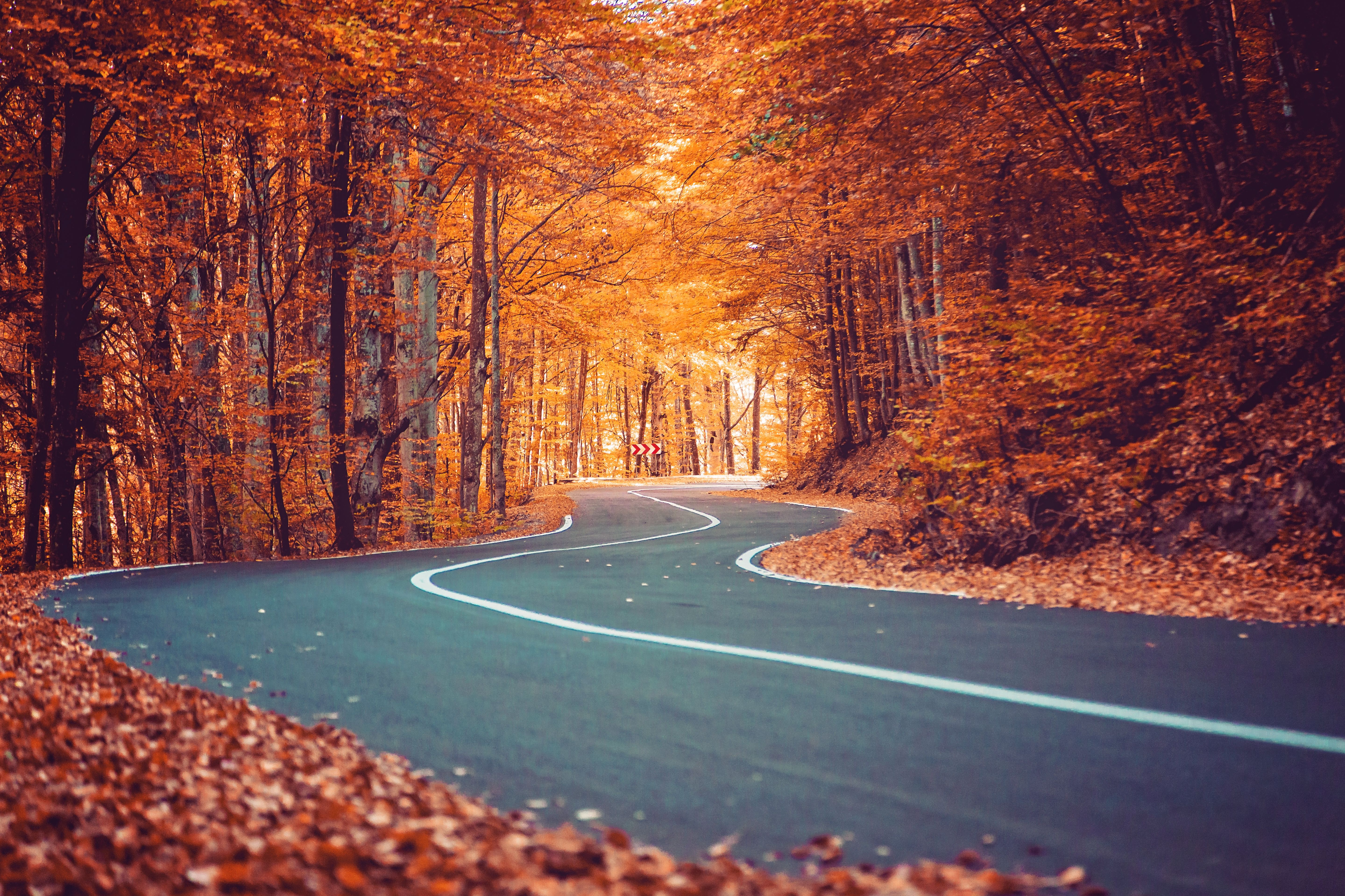 autumn leaves road