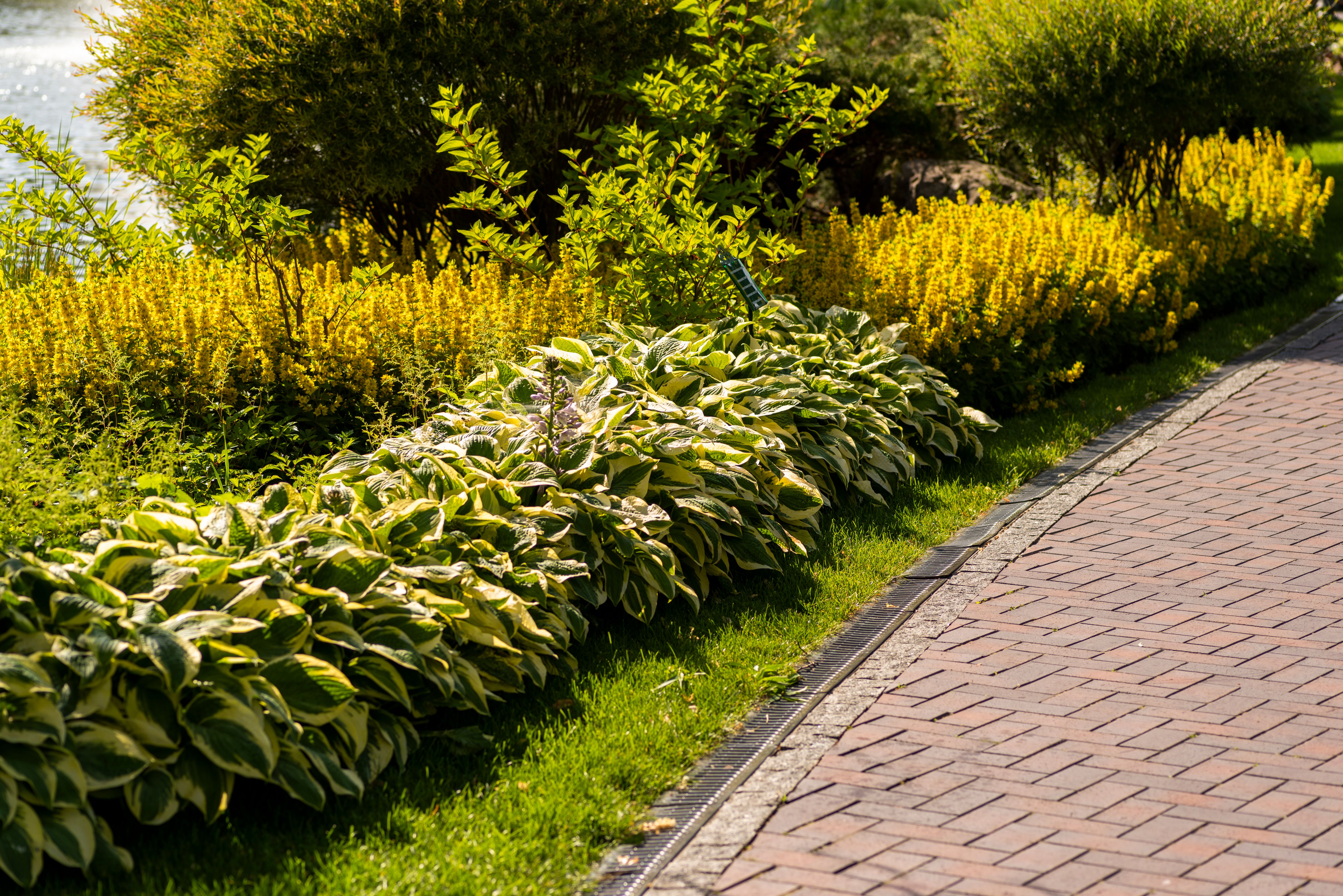 Shrubs in landscape design