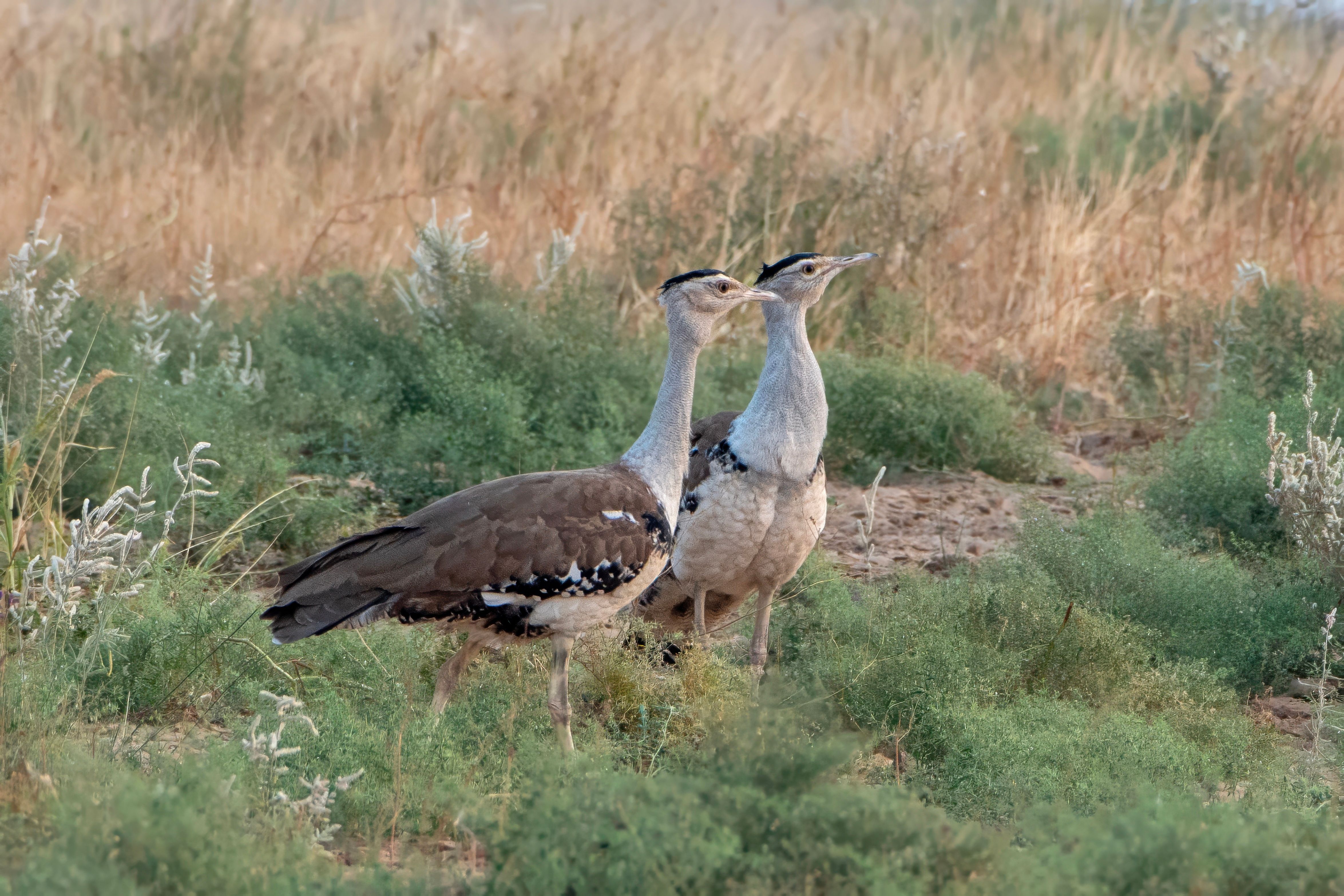 great Indian bustard or Ardeotis nigriceps at desert national park in Rajasthan