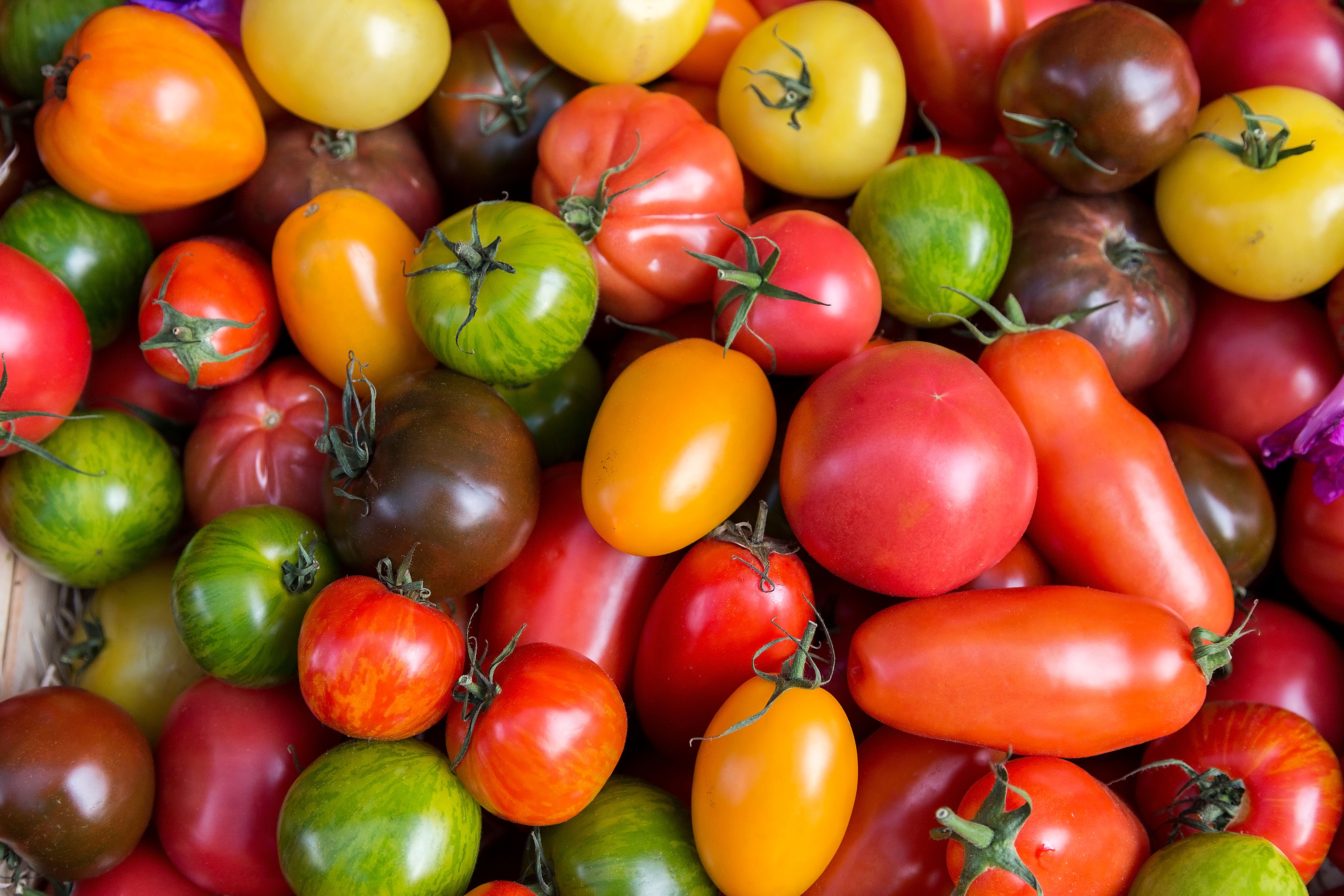 tomato varieties