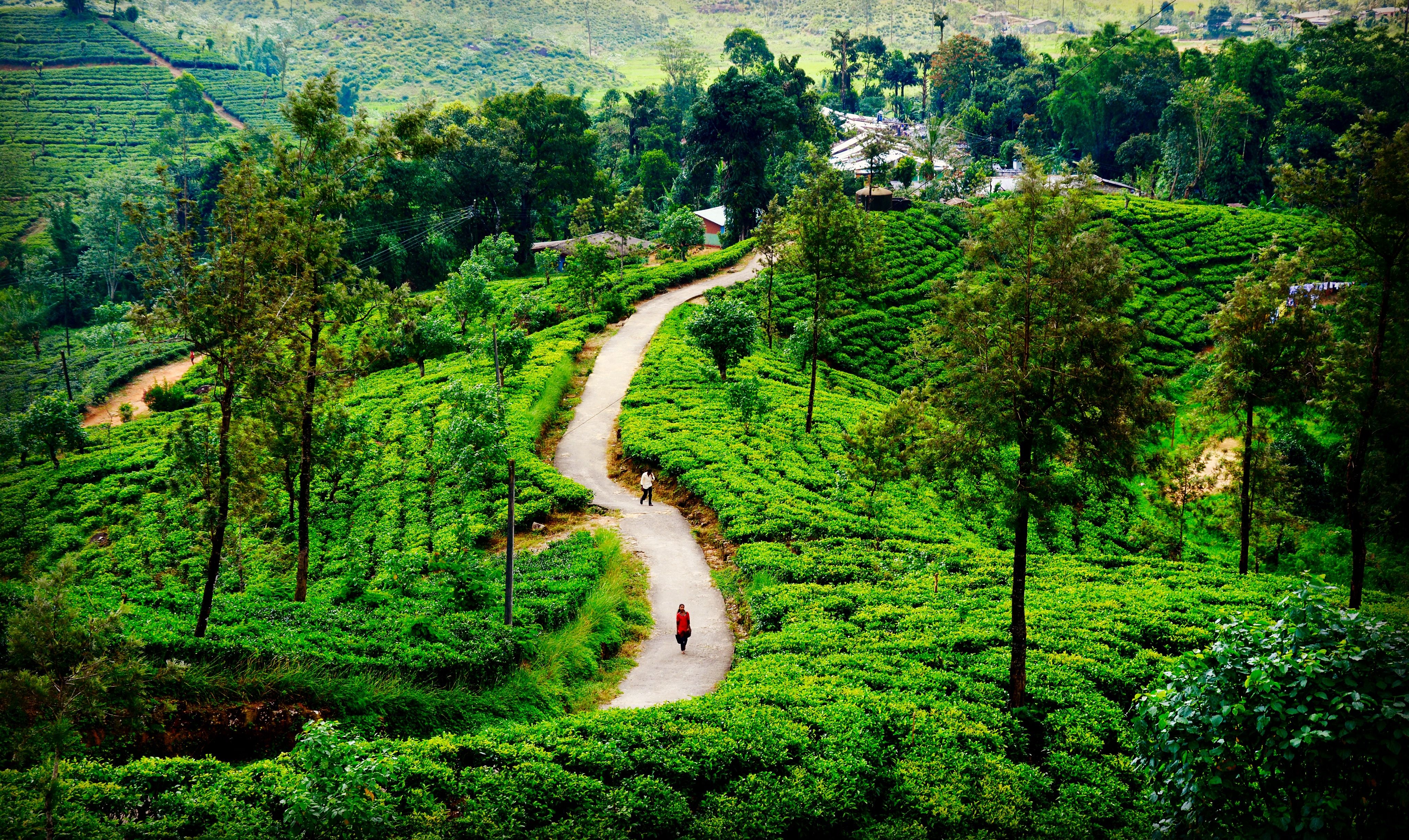 sri lanka tea plantations