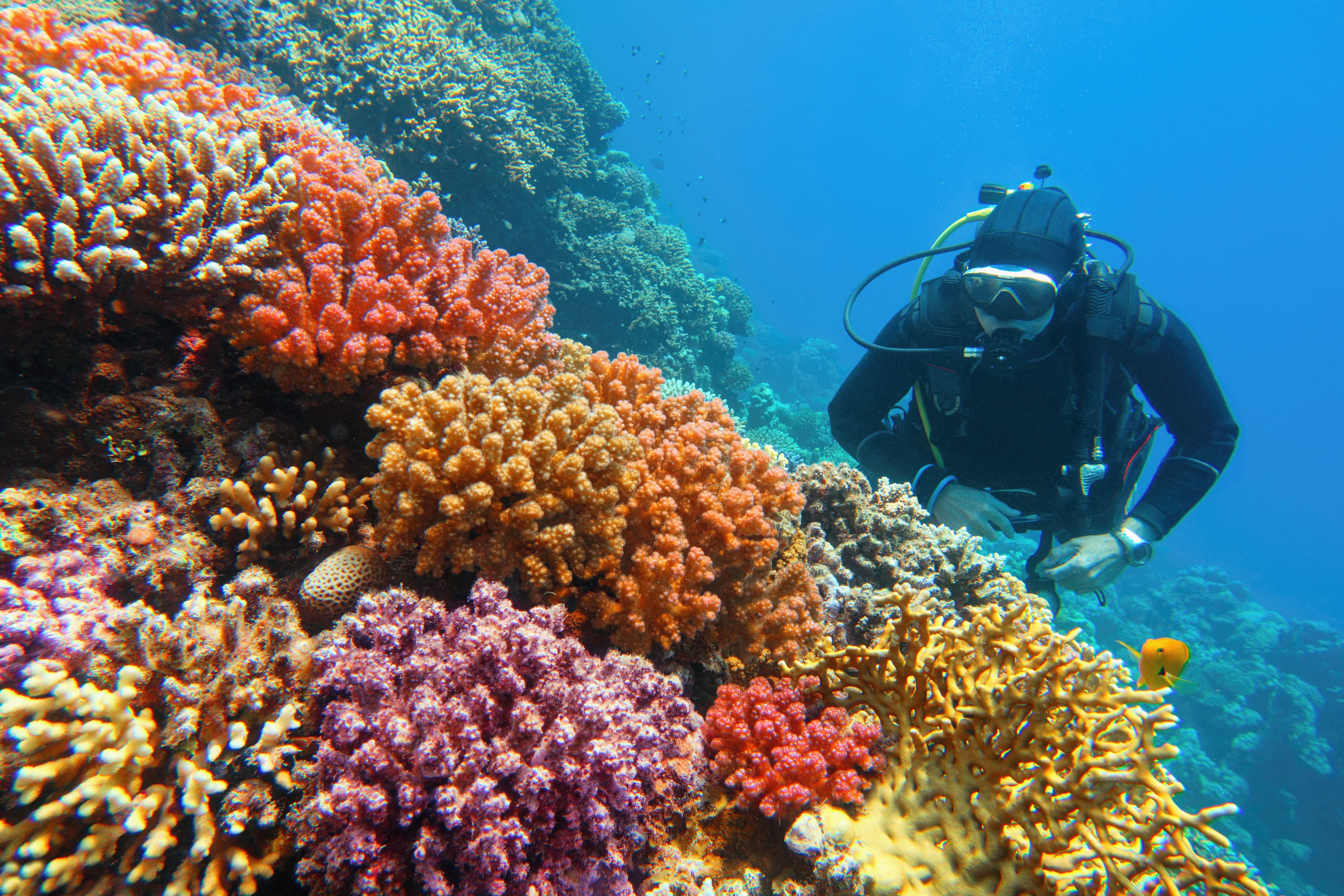 scuba diving coral