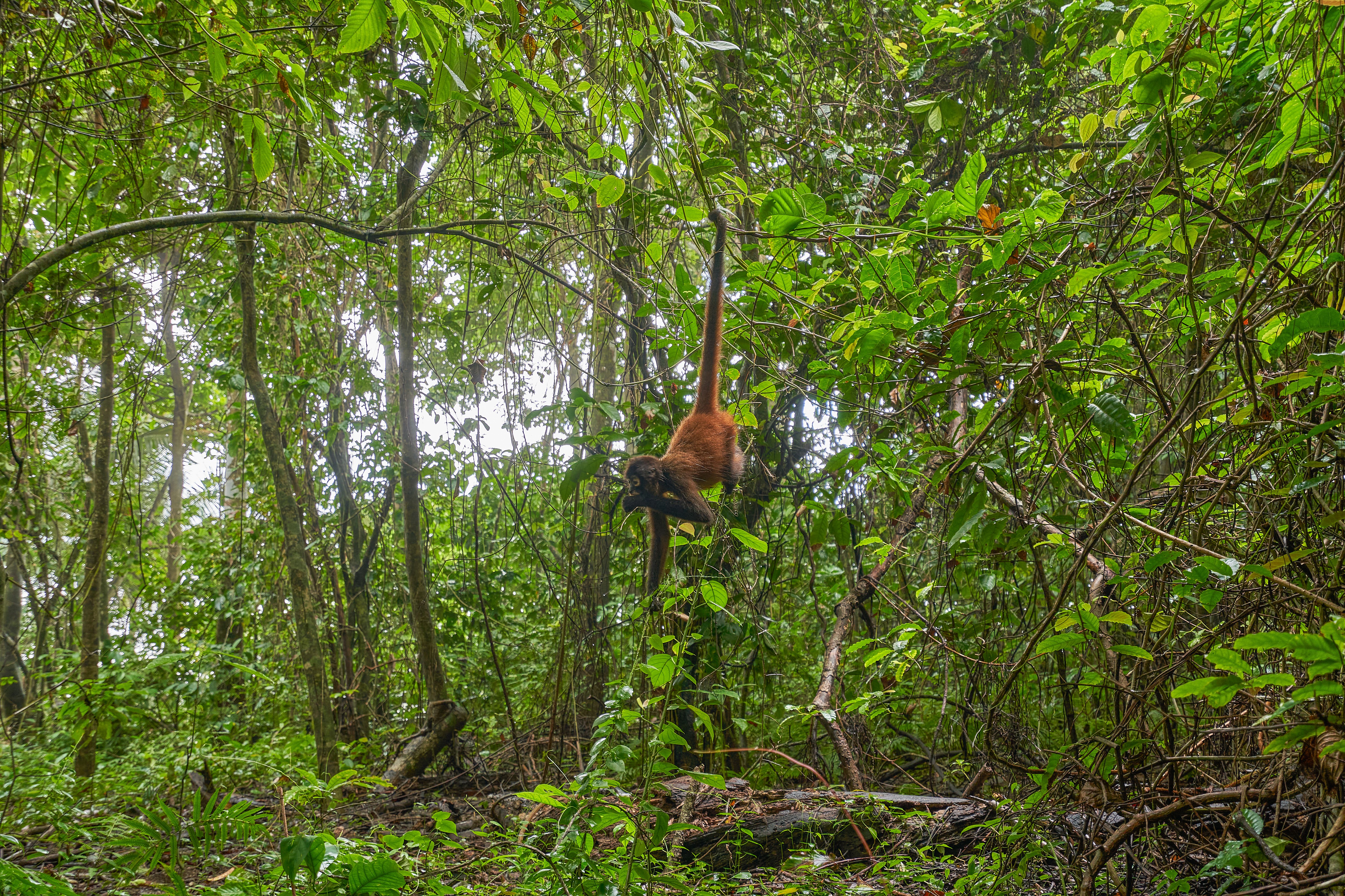 Wild Spider Monkey in Corcovado National Park on the Osa Peninsula in Costa Rica