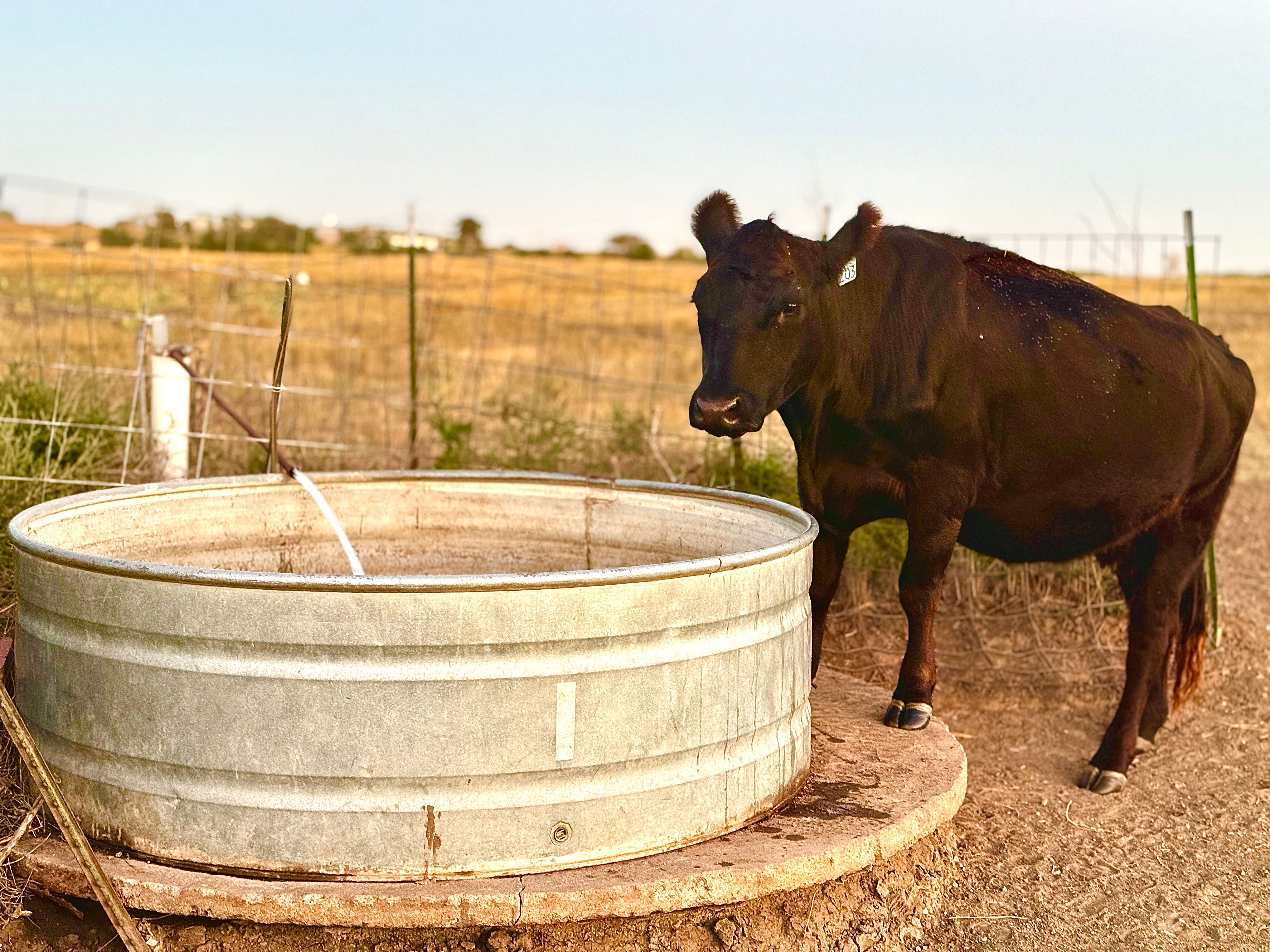 cattle drinking water