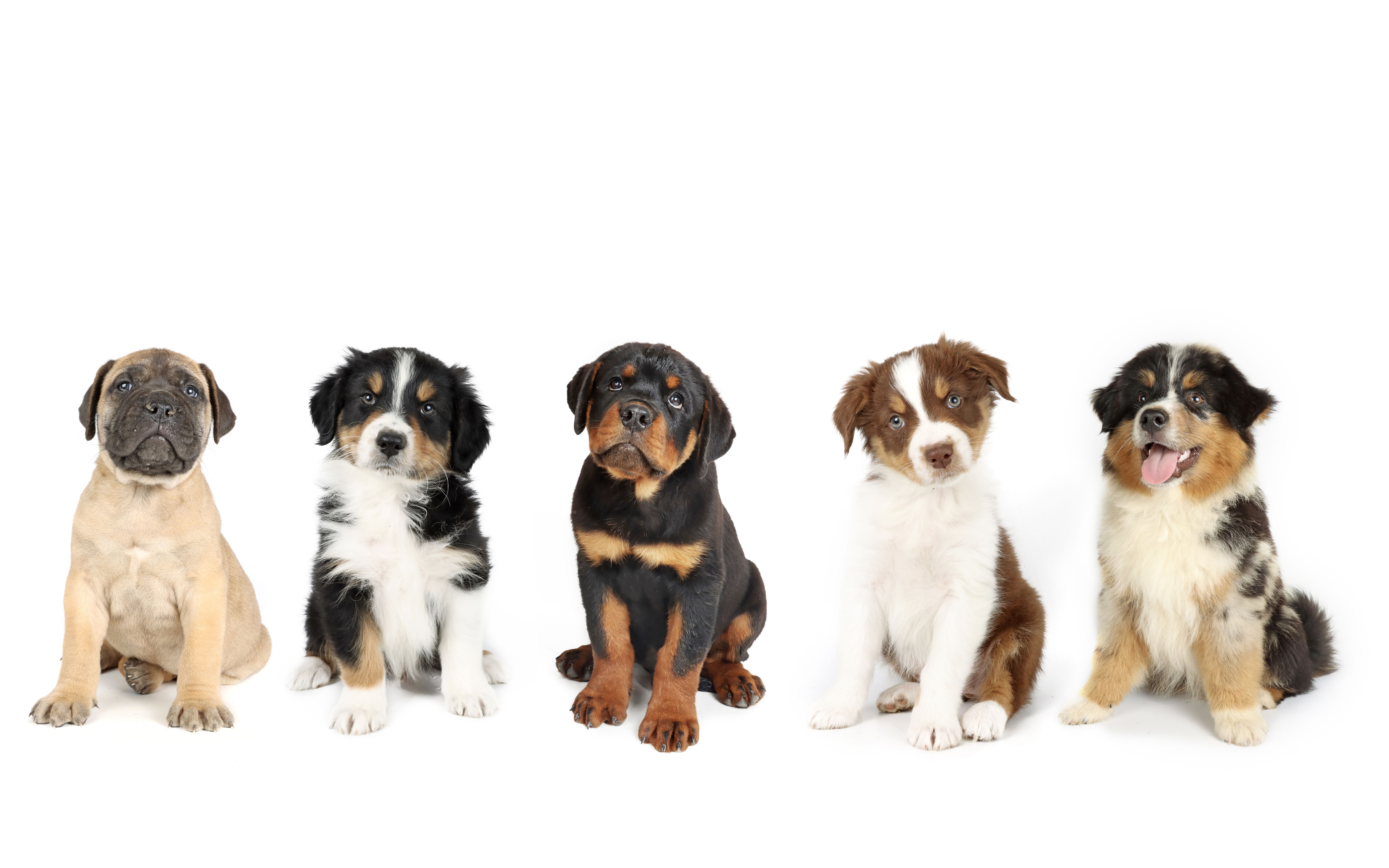 puppy selection