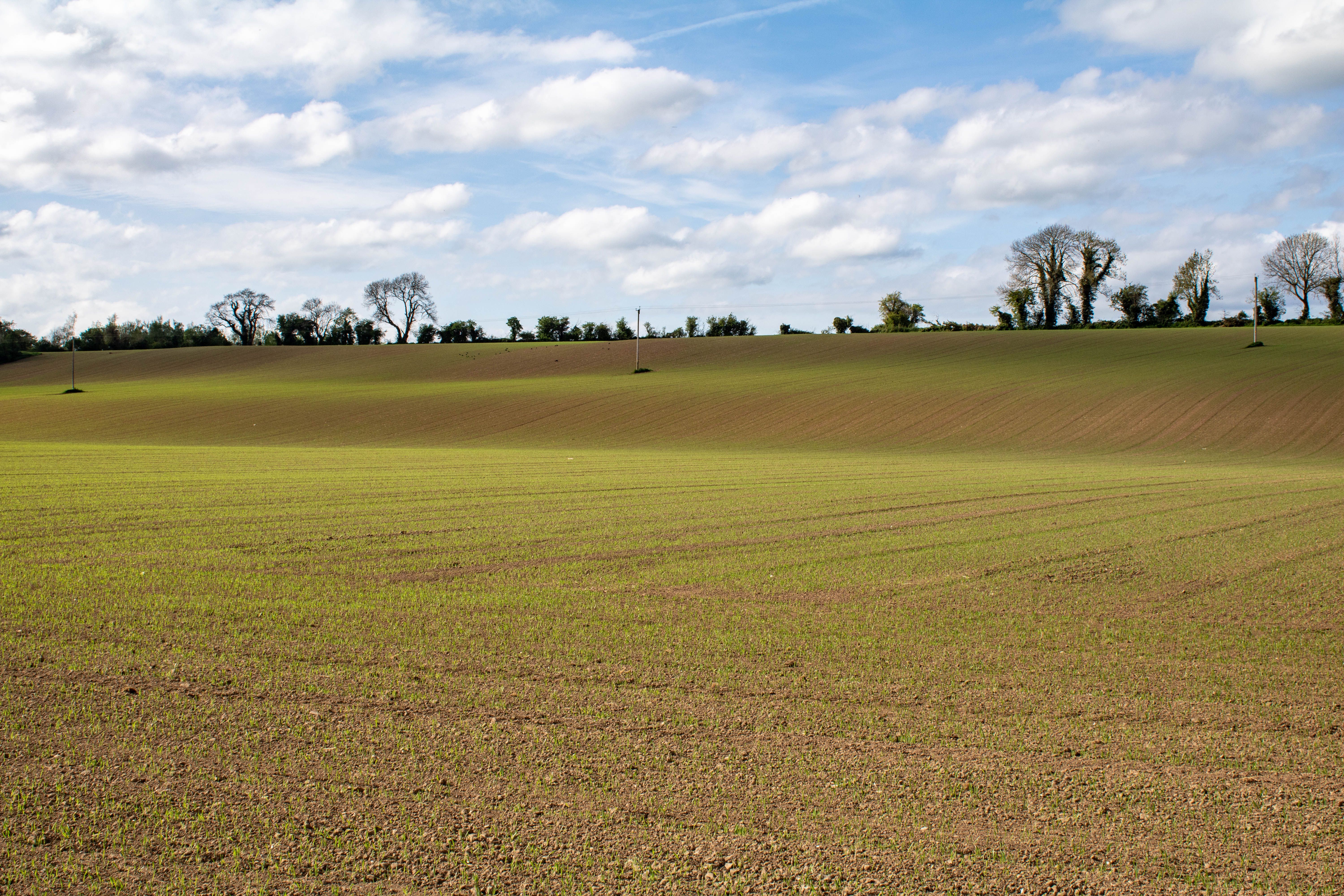 Wild North Cork countryside, sunny day over a framers field.