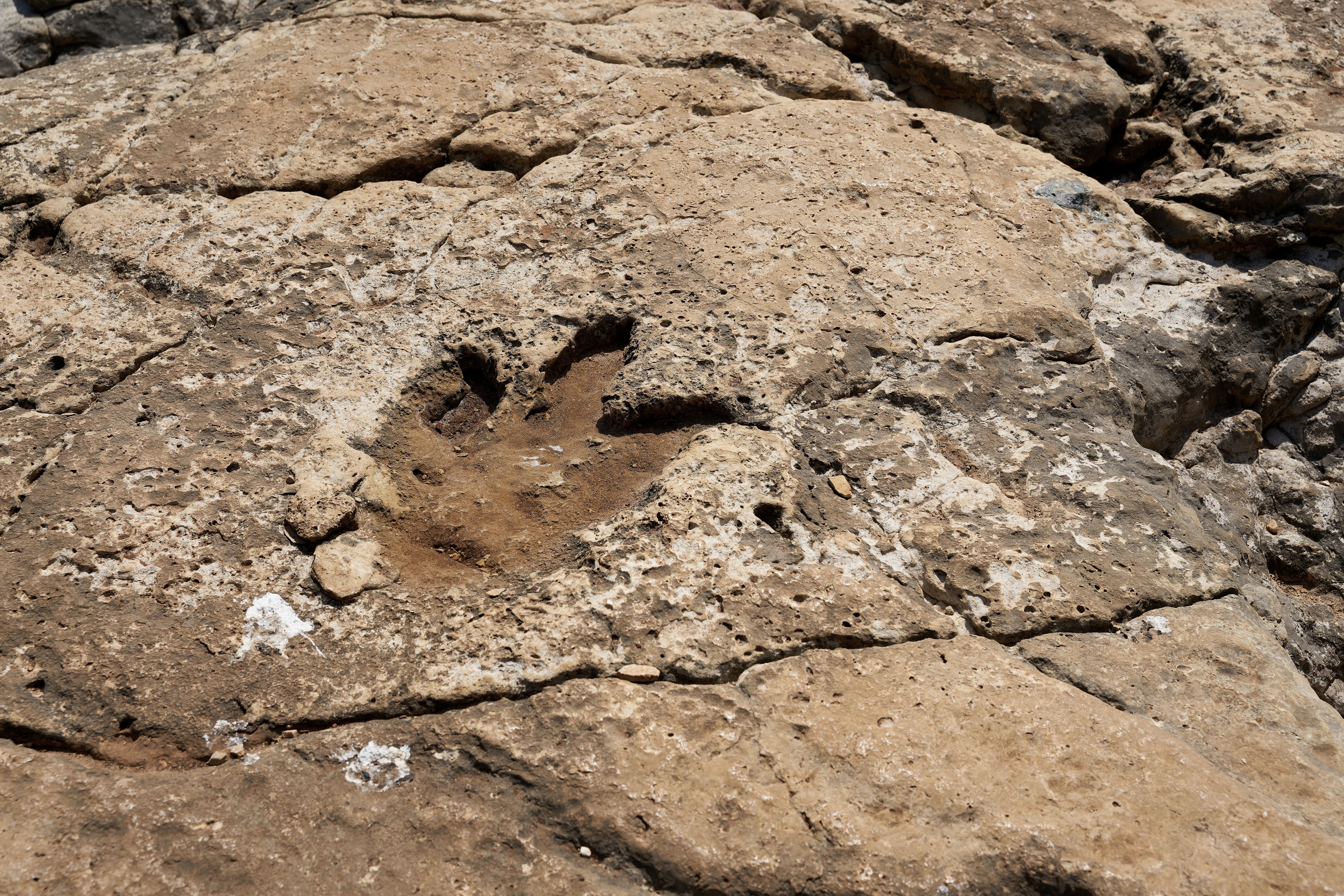 dinosaur tracks