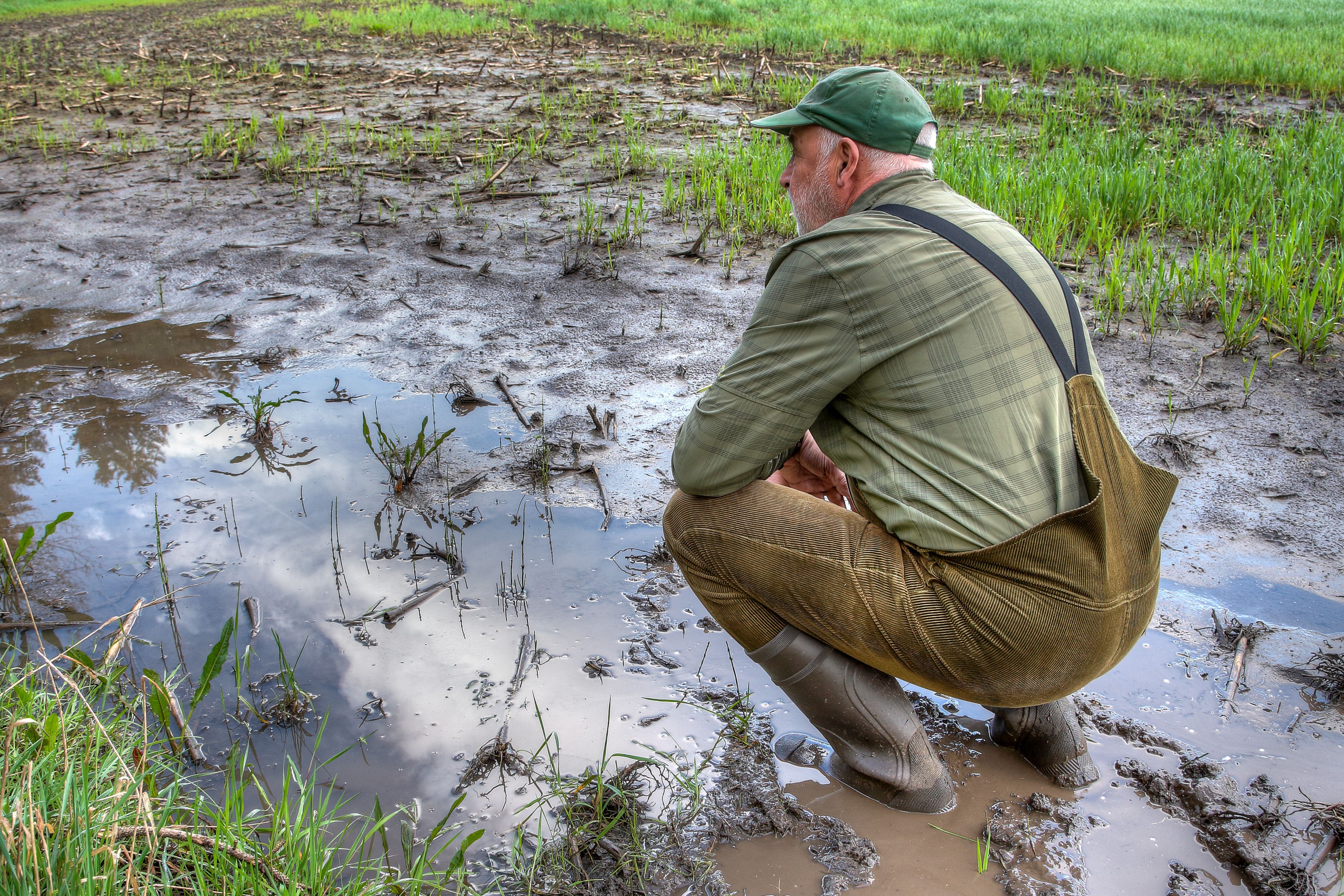 Reflective farmer,  contemplating his Rain-Drenched Grain Field.