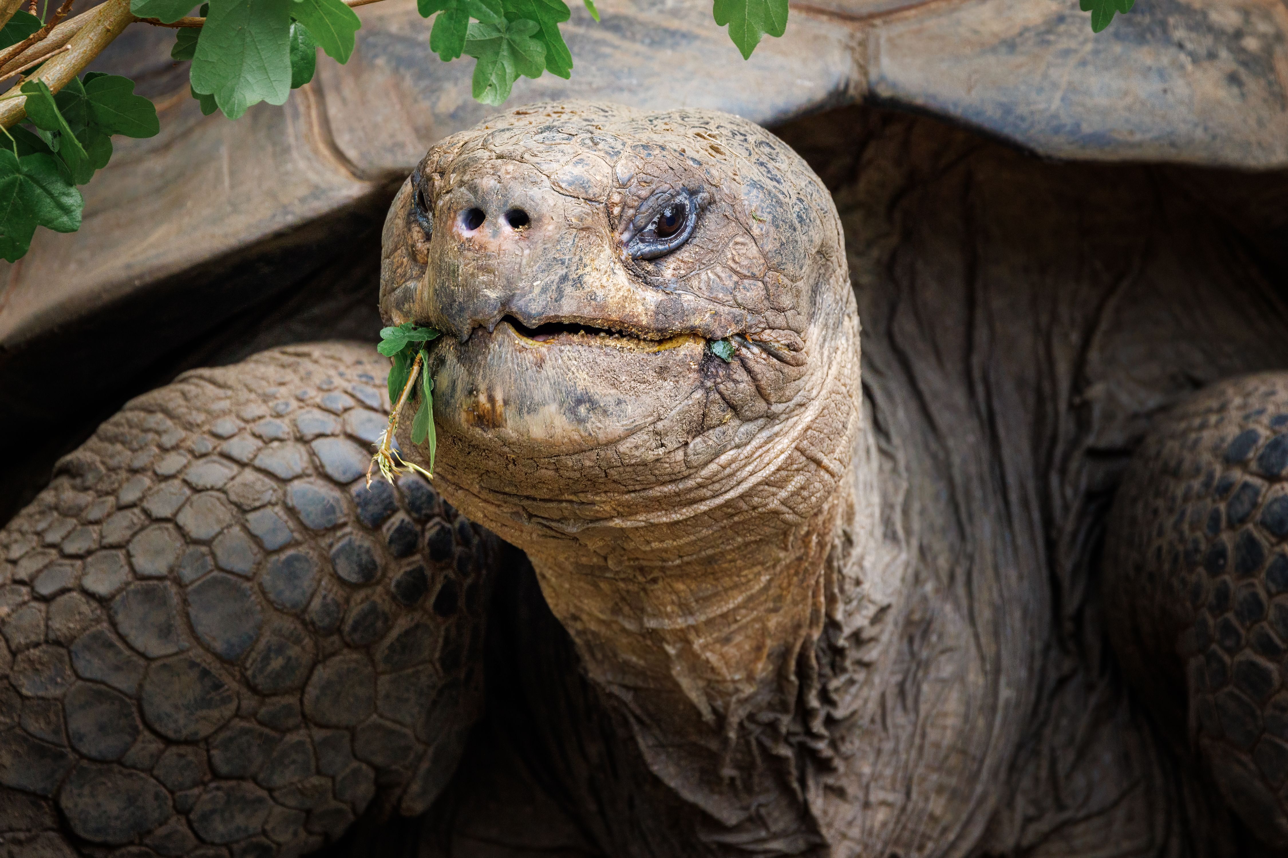 galapagos conservation