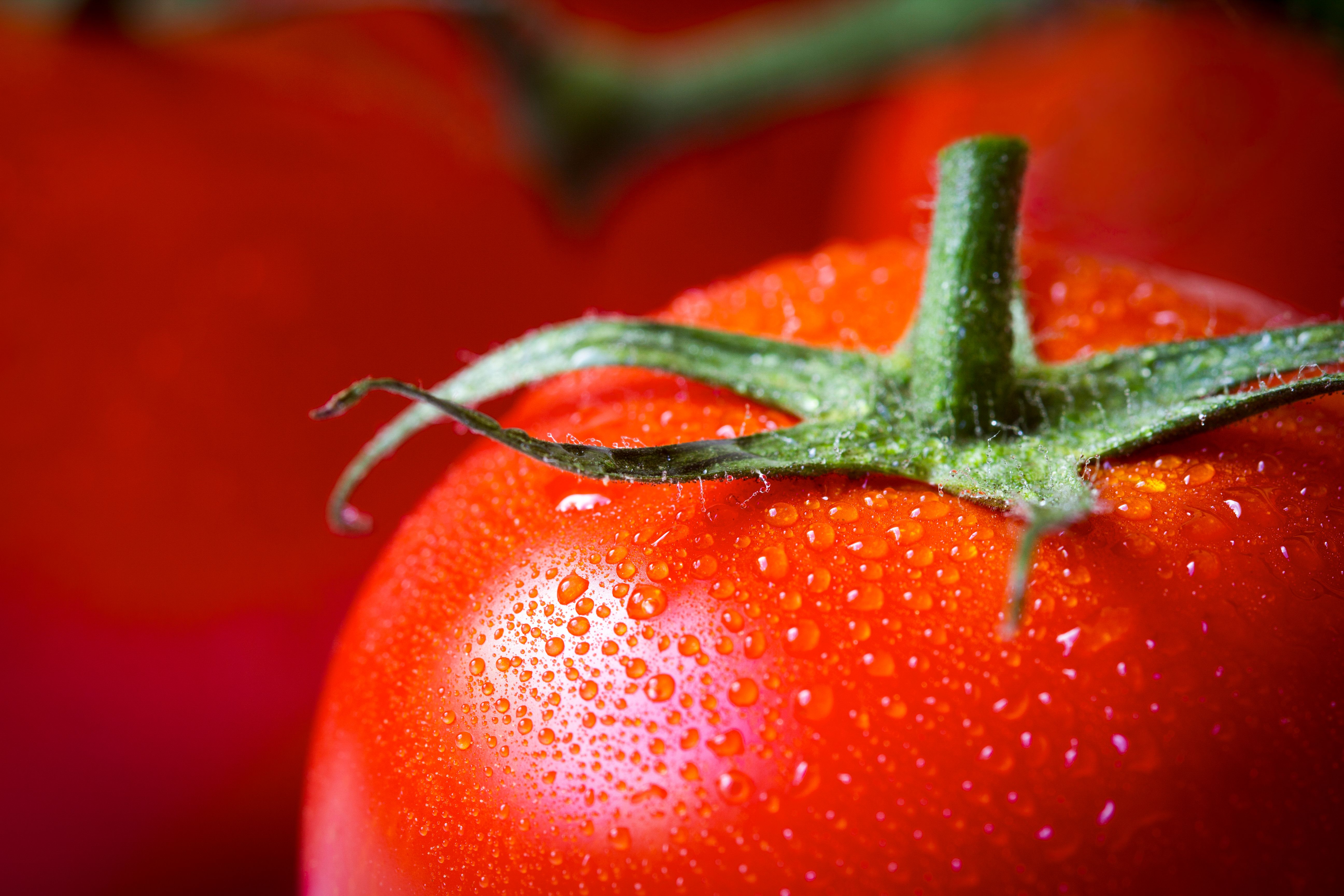 fresh tomatoes