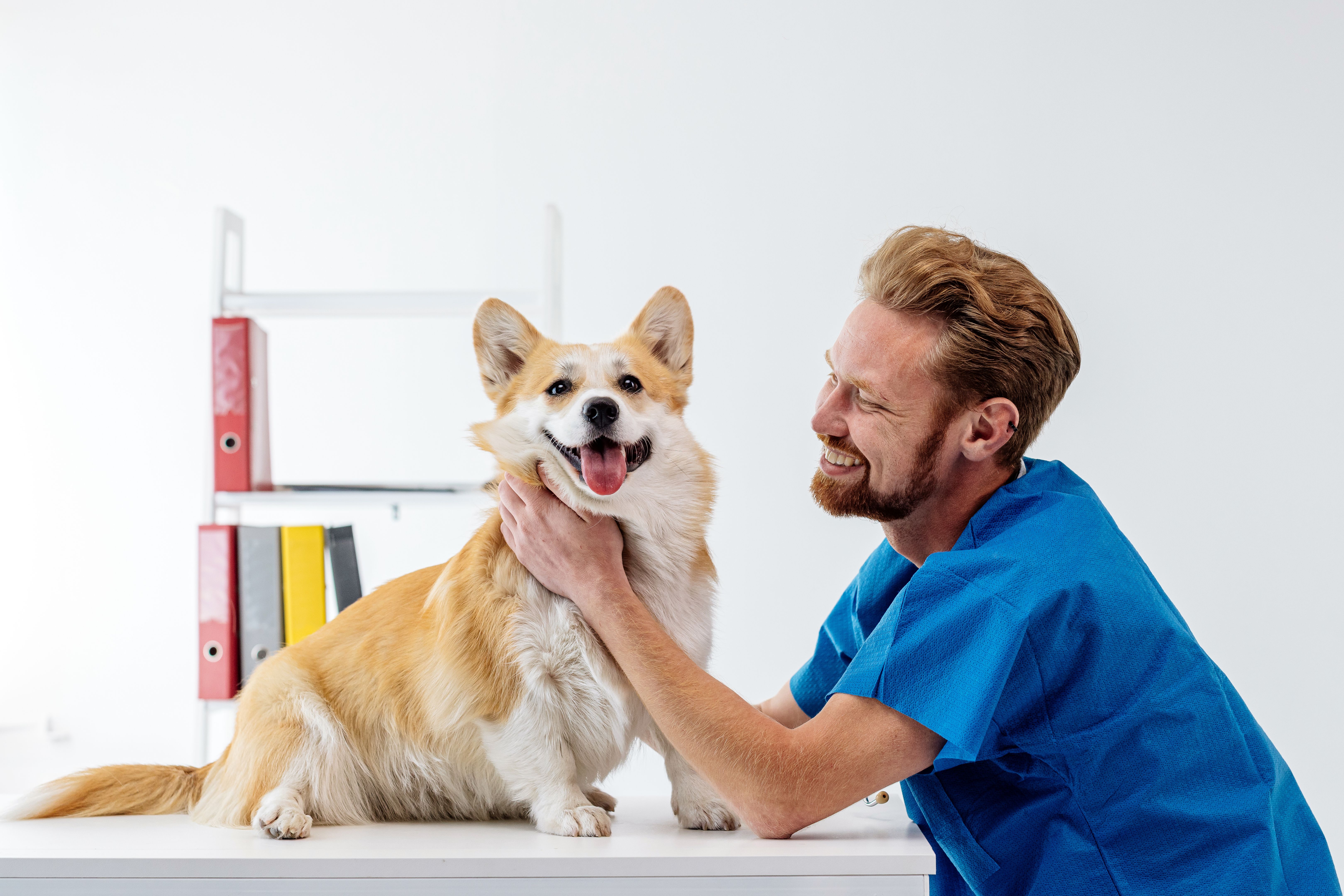 dog veterinarian