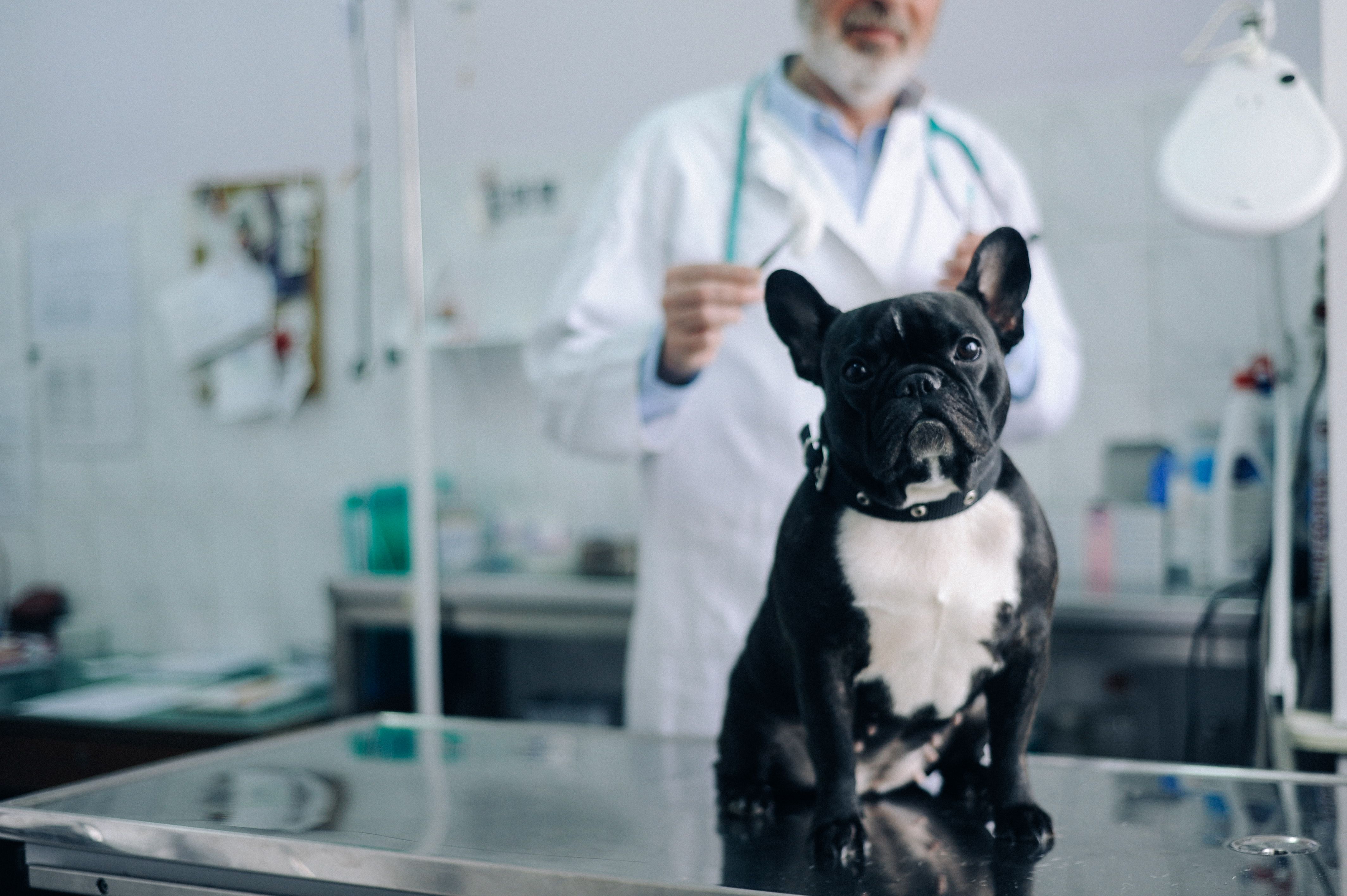 french bulldog vet