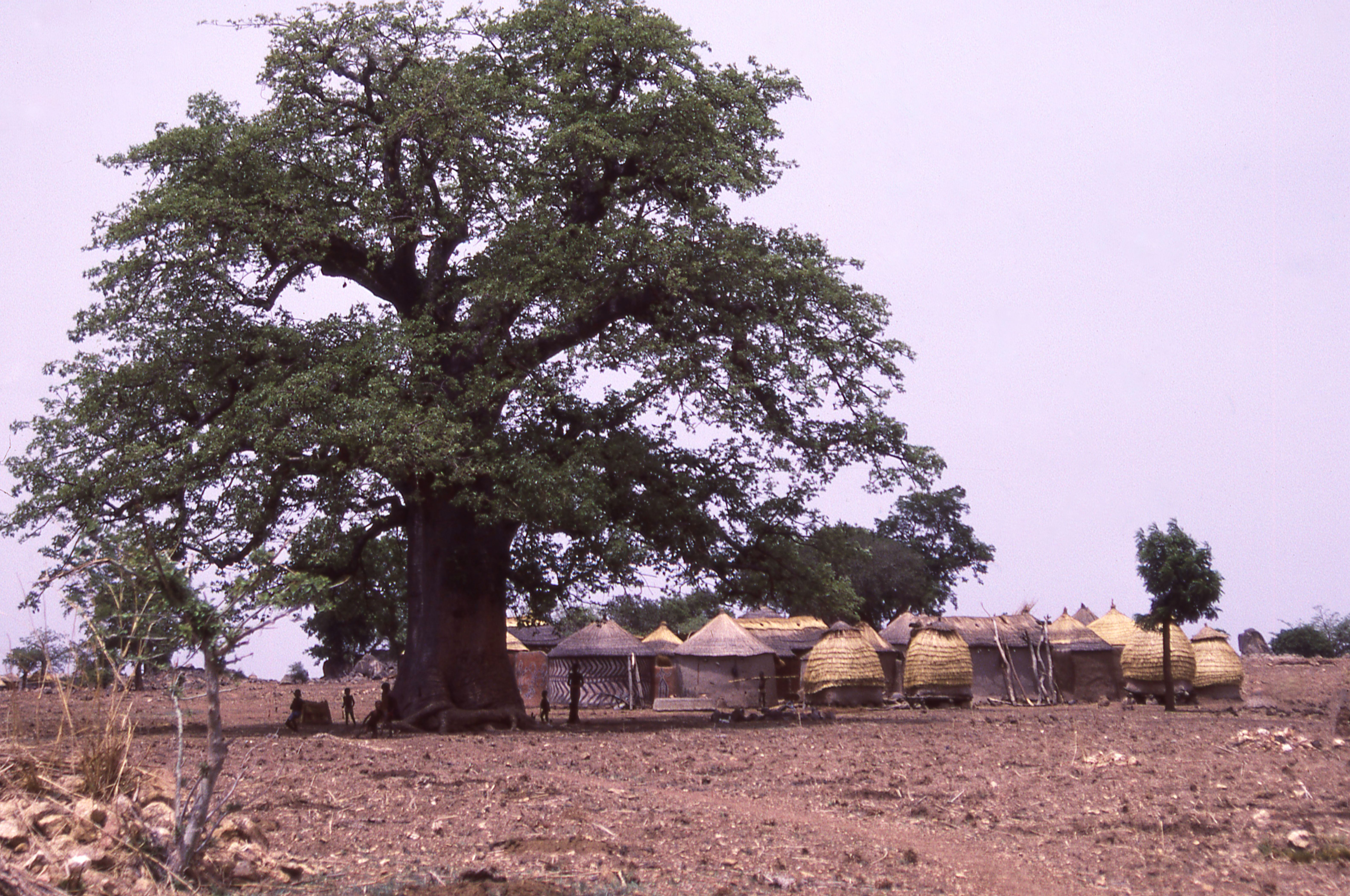 community farming Ghana