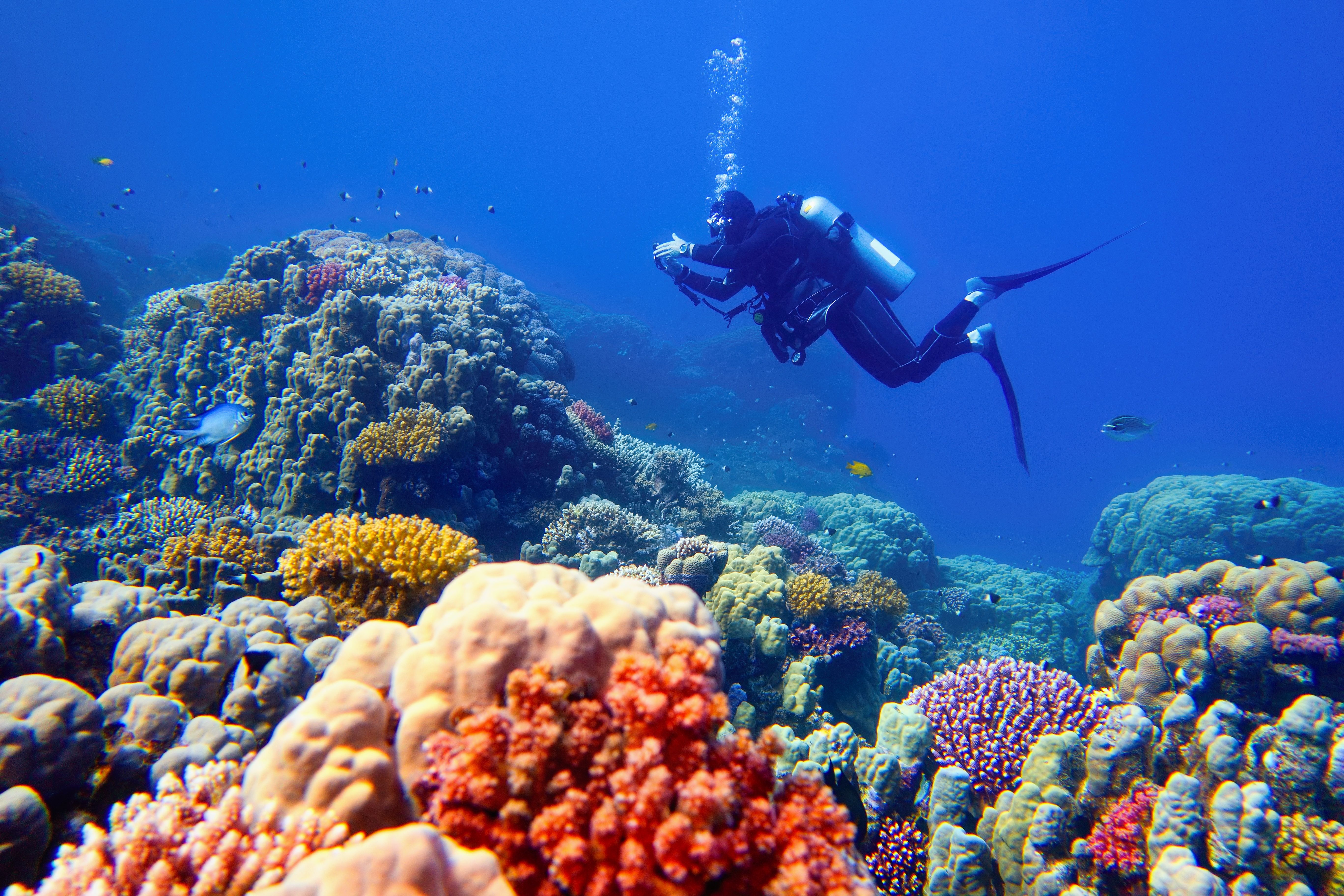 great barrier reef diving
