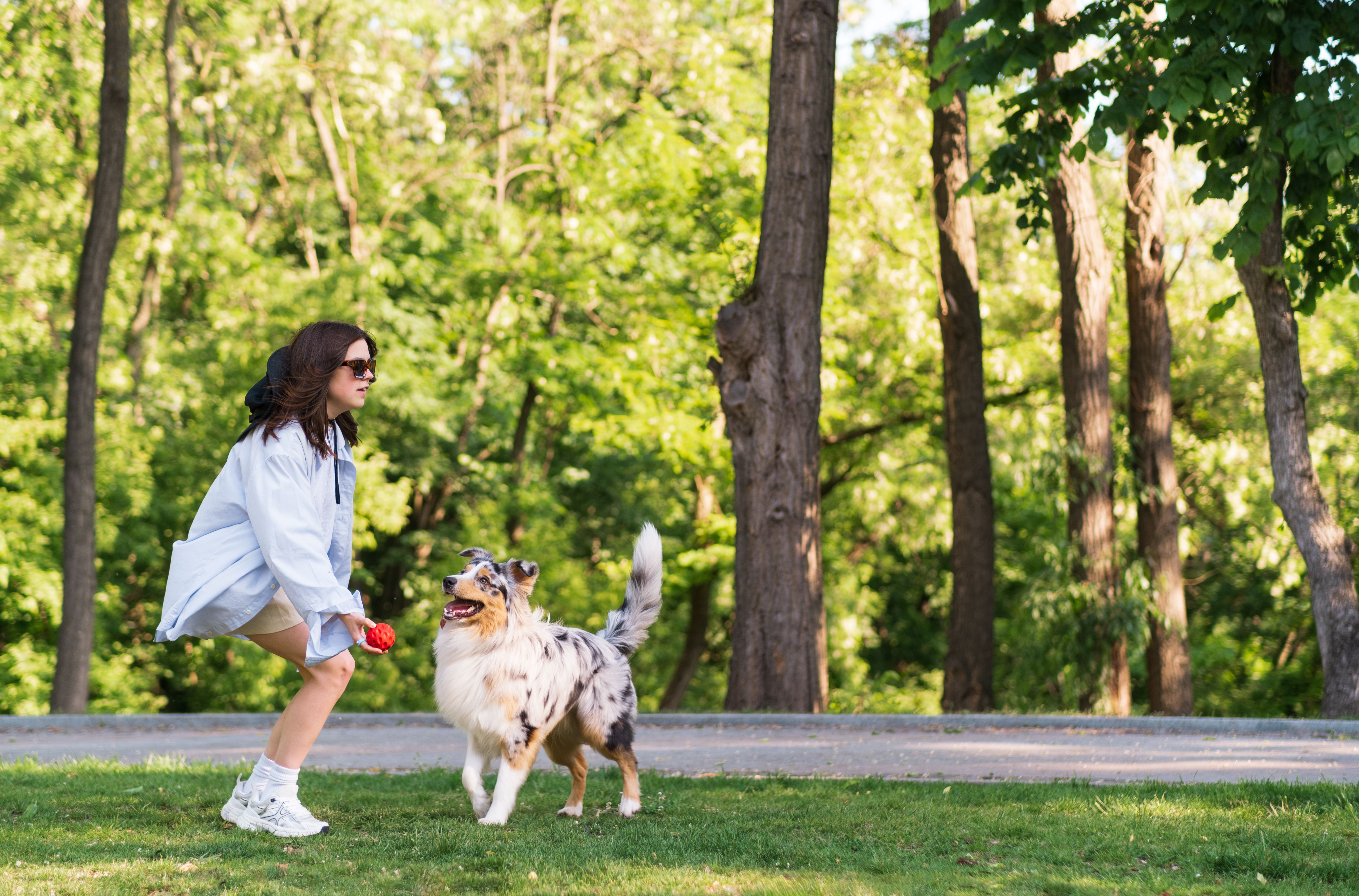 australian shepherd playing