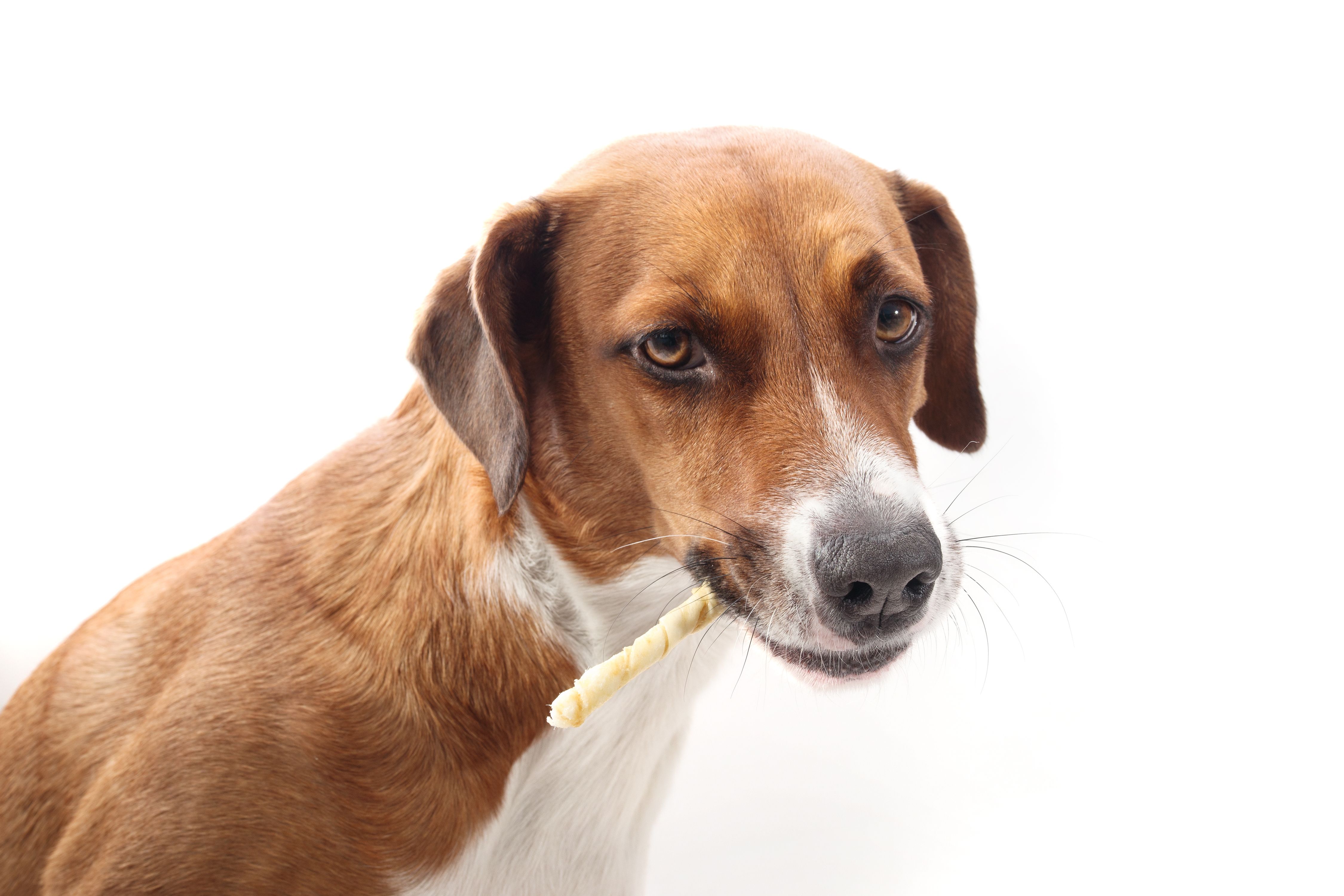 safe pet toys