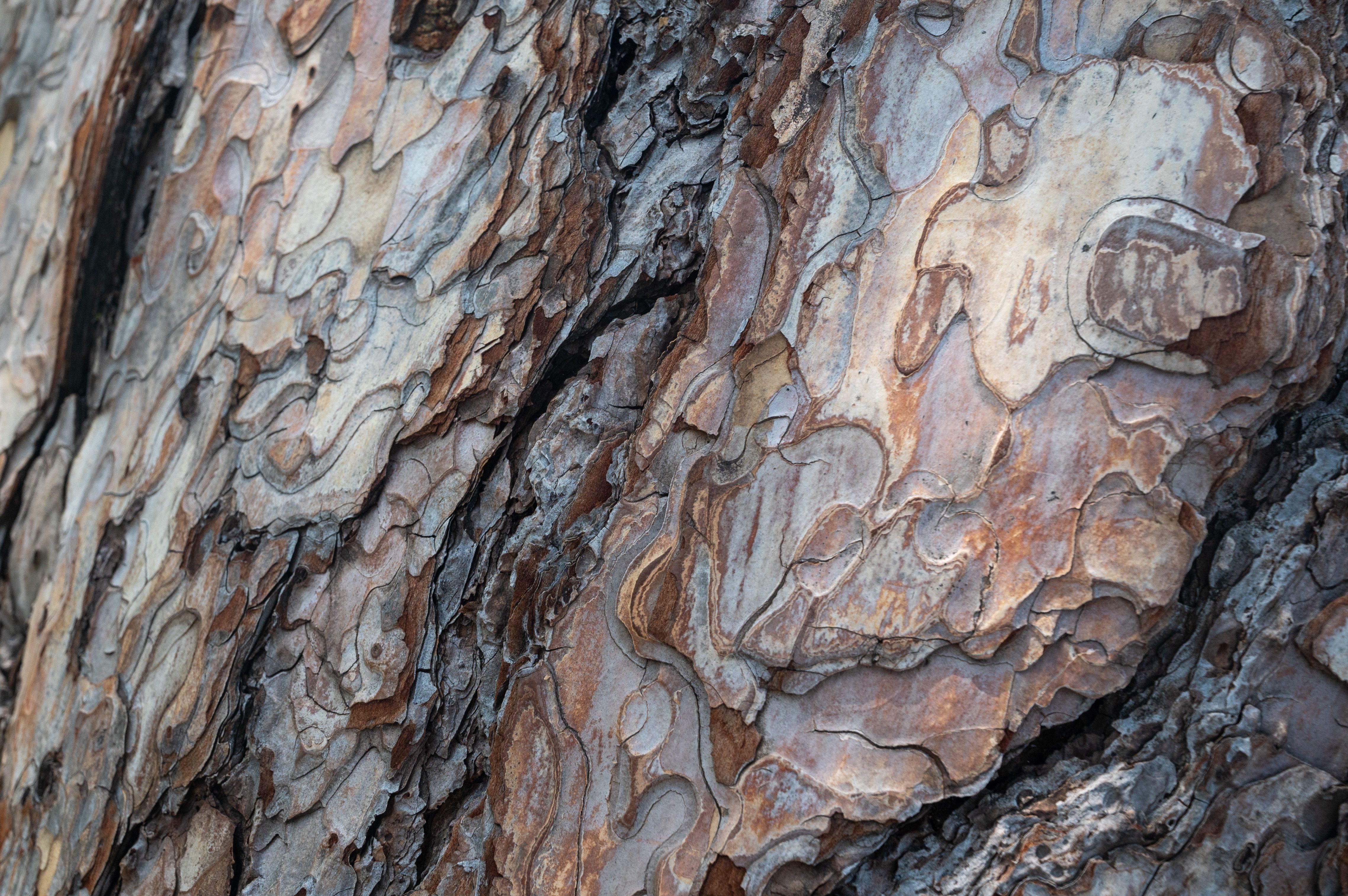 eco-friendly hardwood