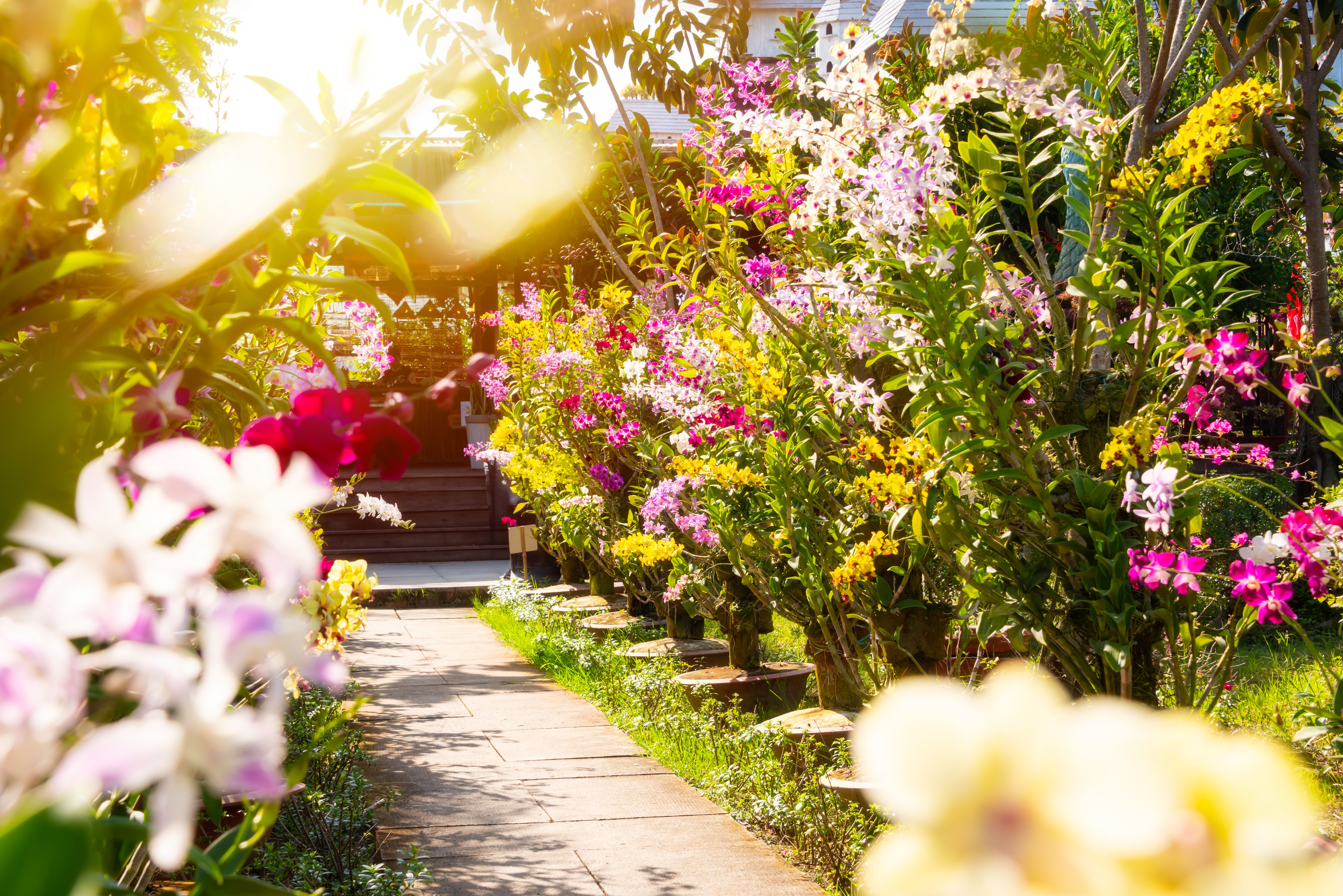 flower garden