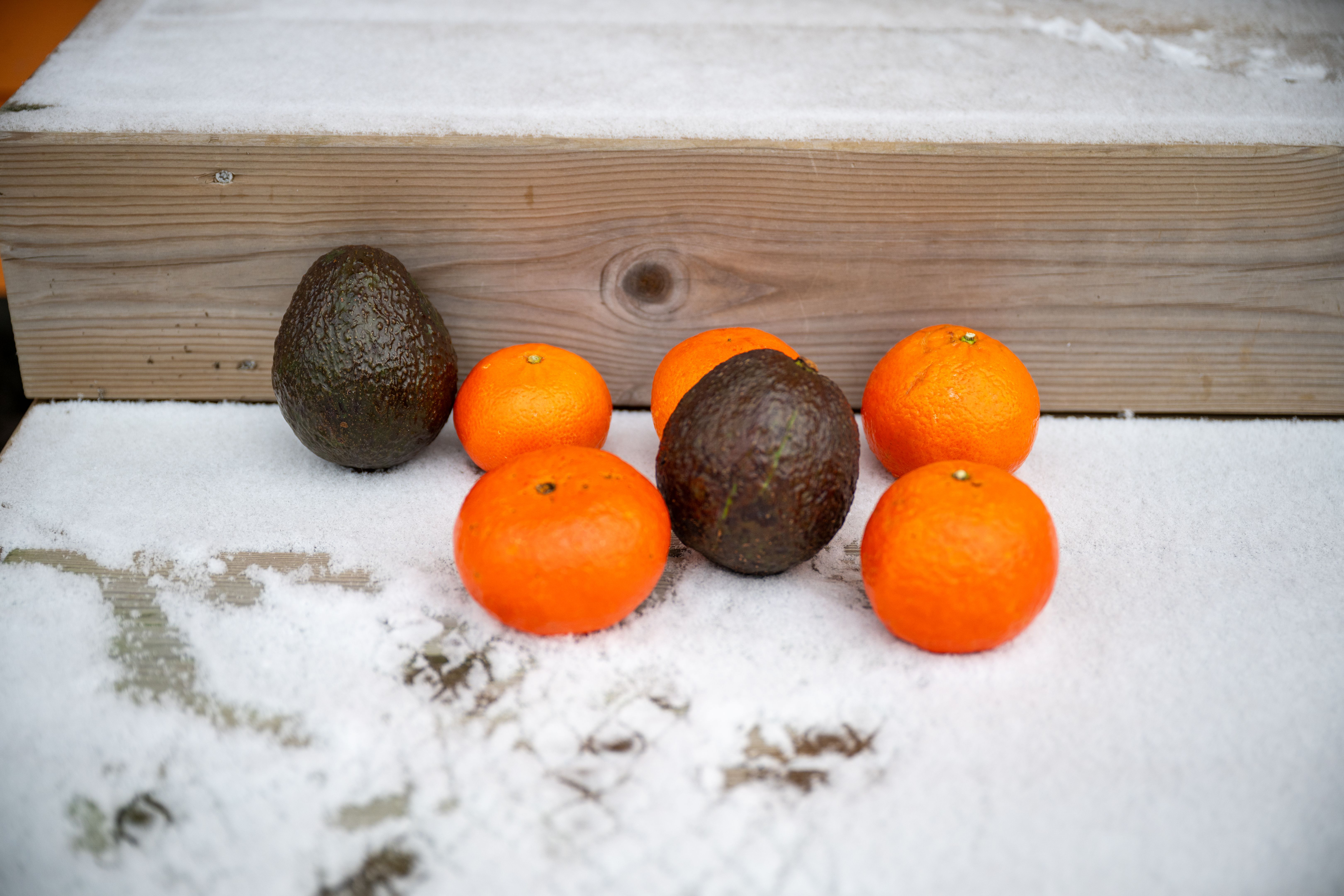 winter citrus vegetables