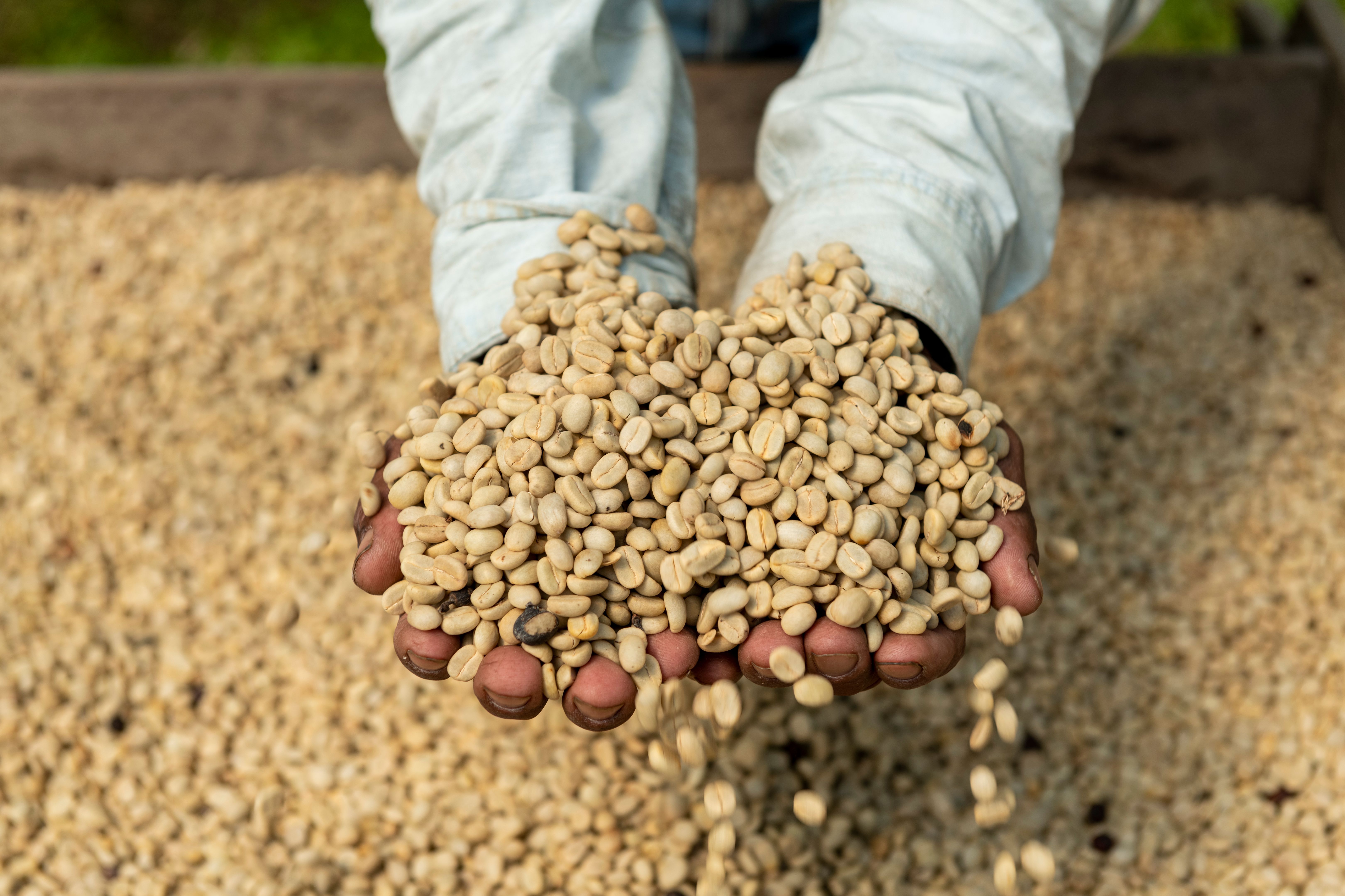 Great quality of raw coffee beans - stock photo Great quality of raw coffee beans - stock photo