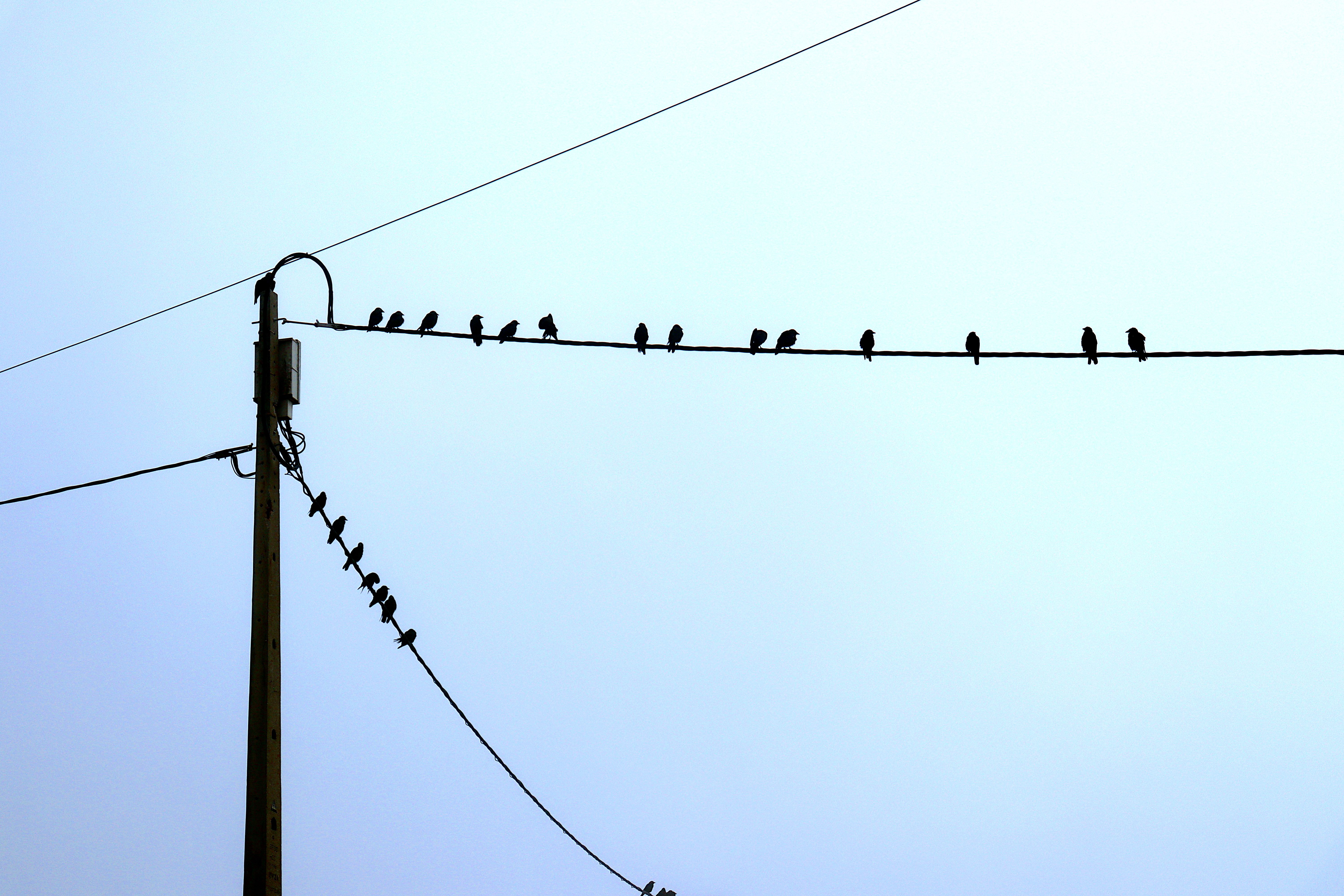 power line birds