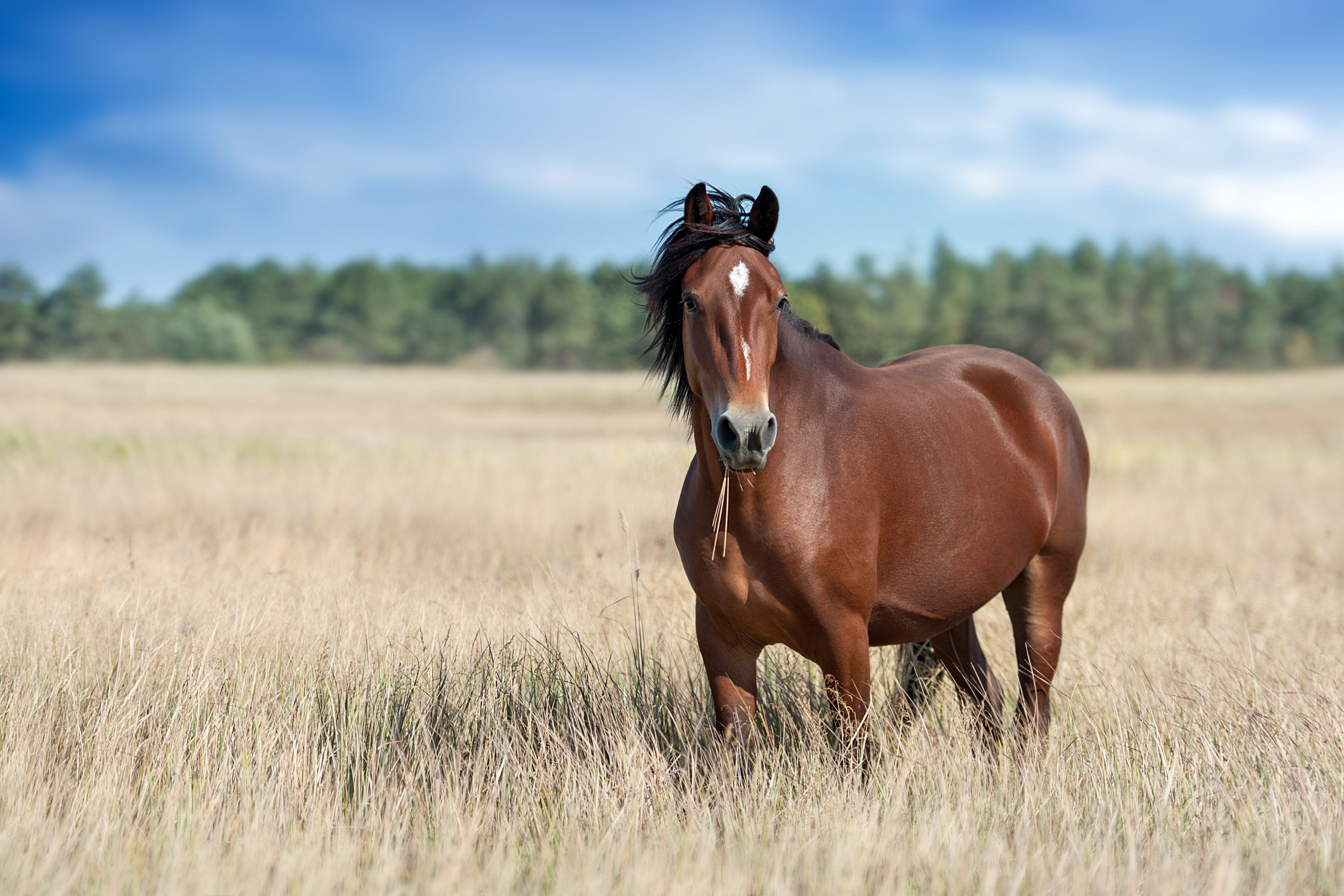 horses in field