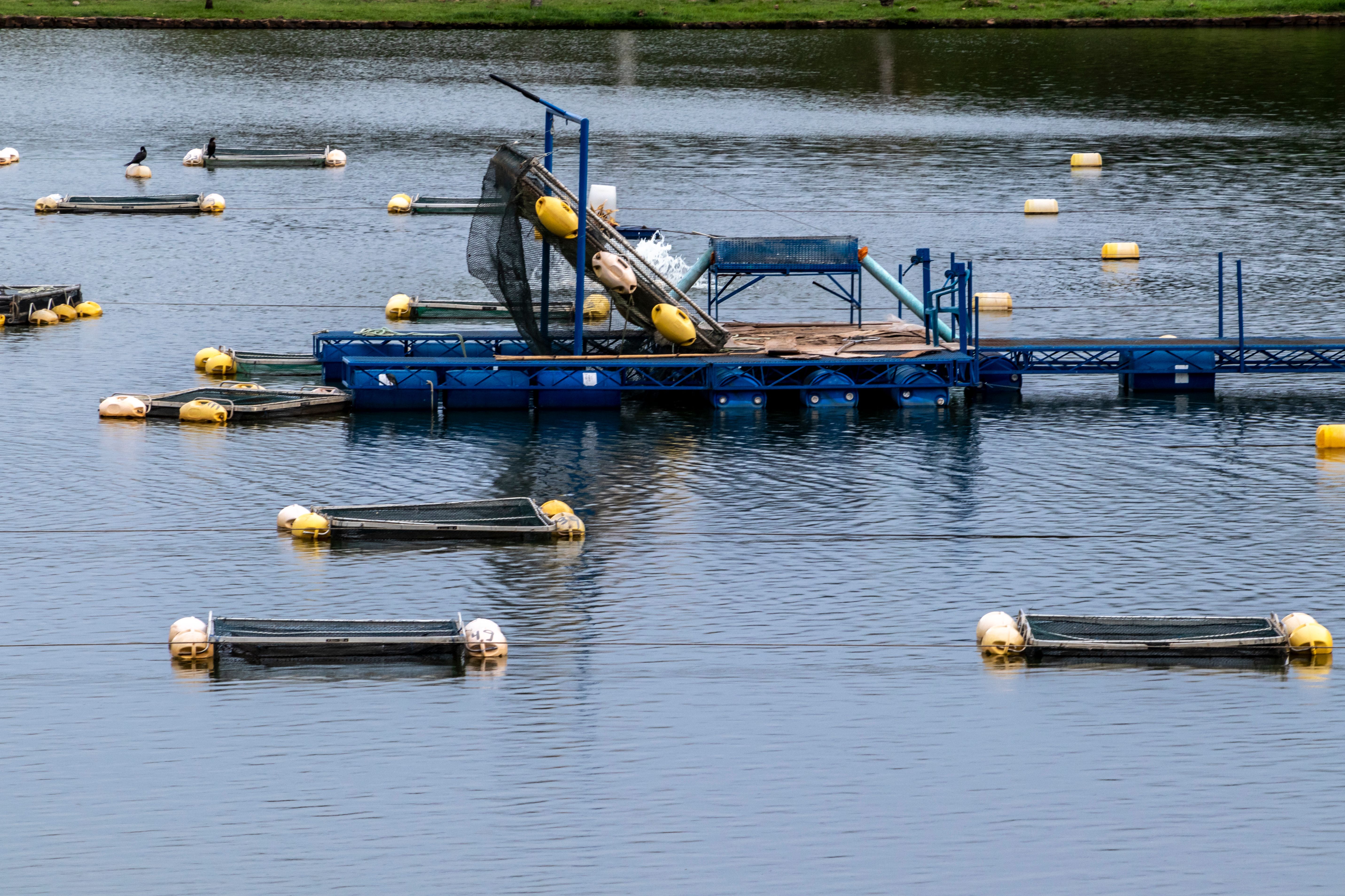 Tanks used for raising tilapia on a fish farm in Brazil