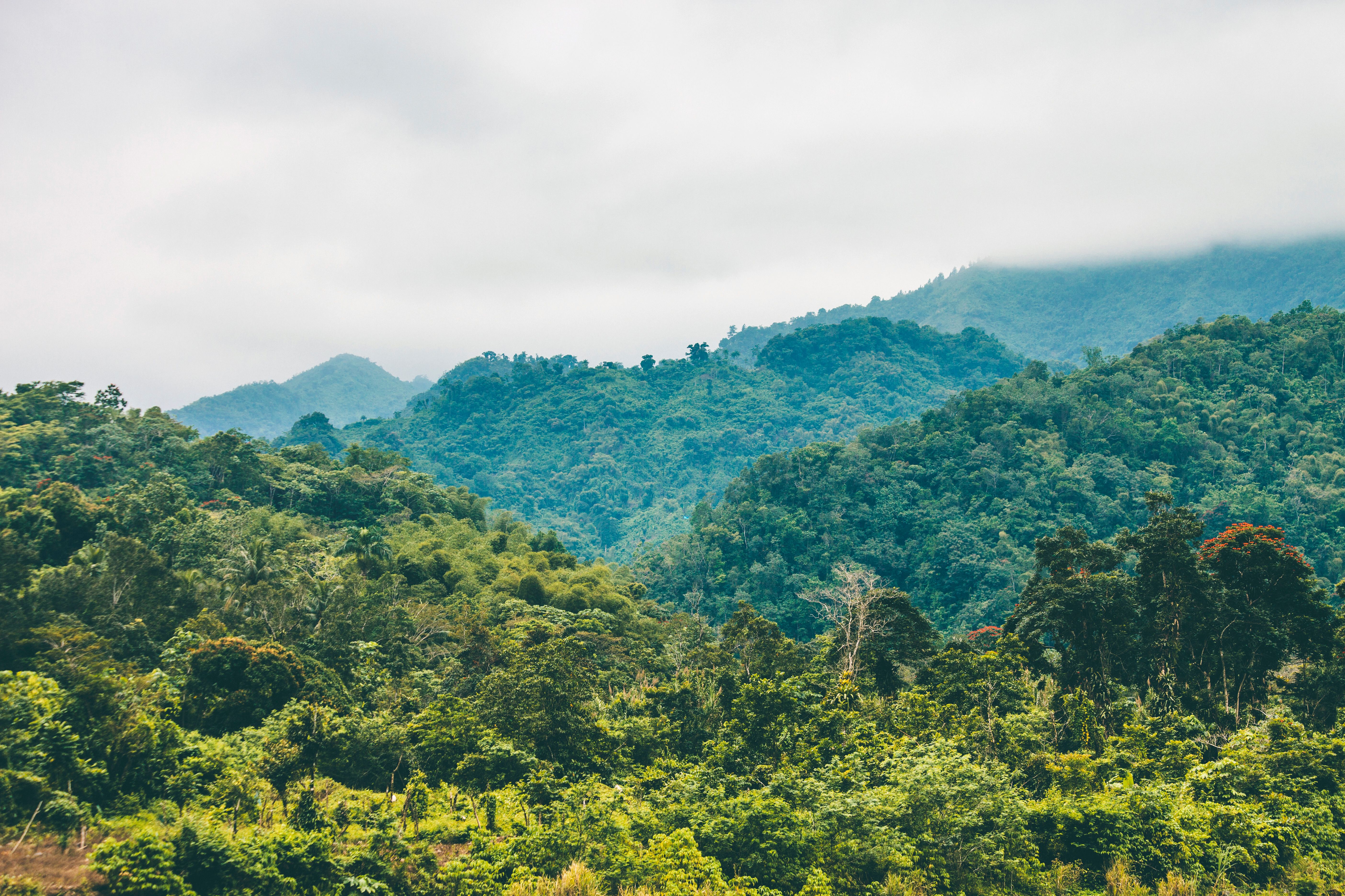 Blue Mountains Jamaica