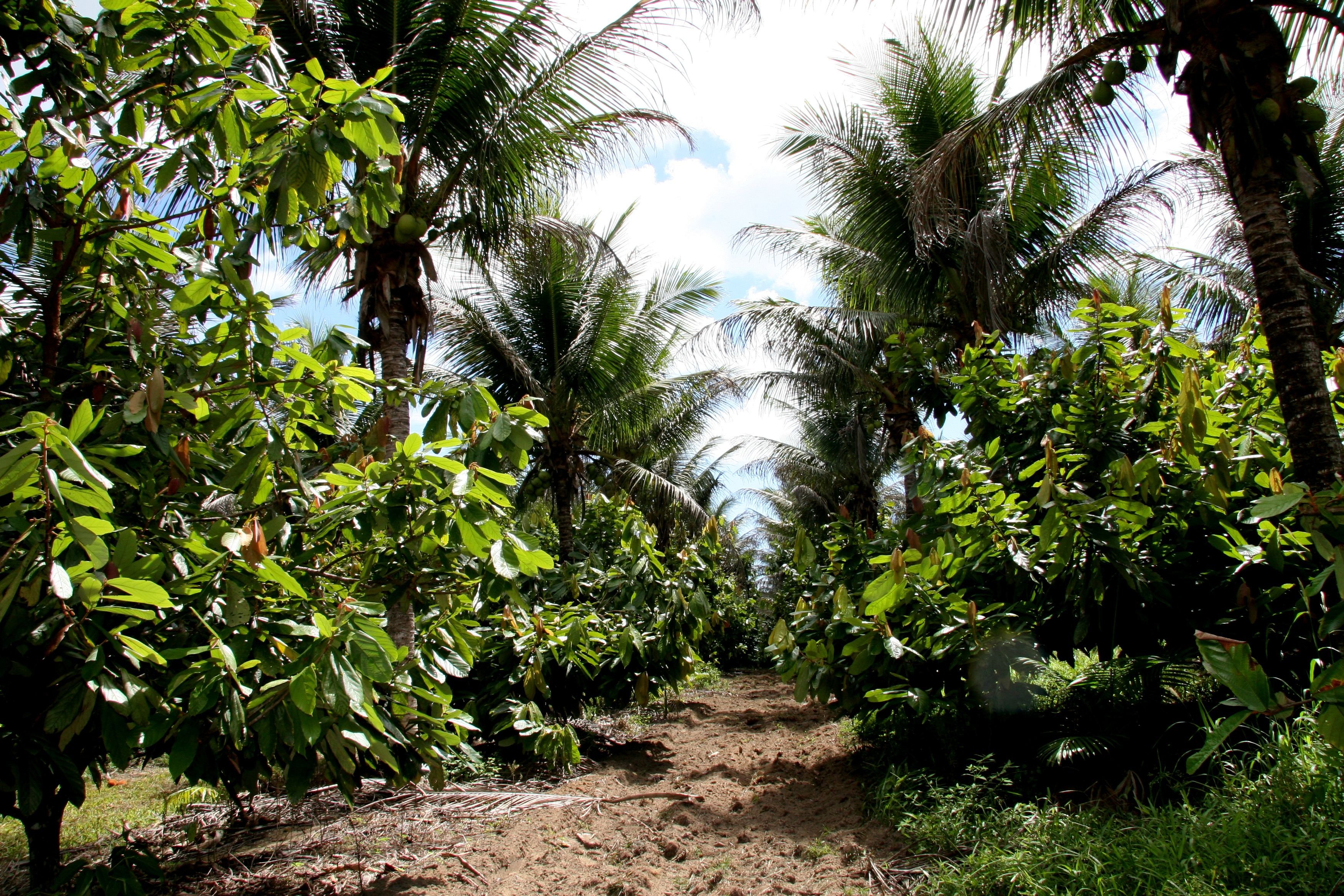 cocoa farming