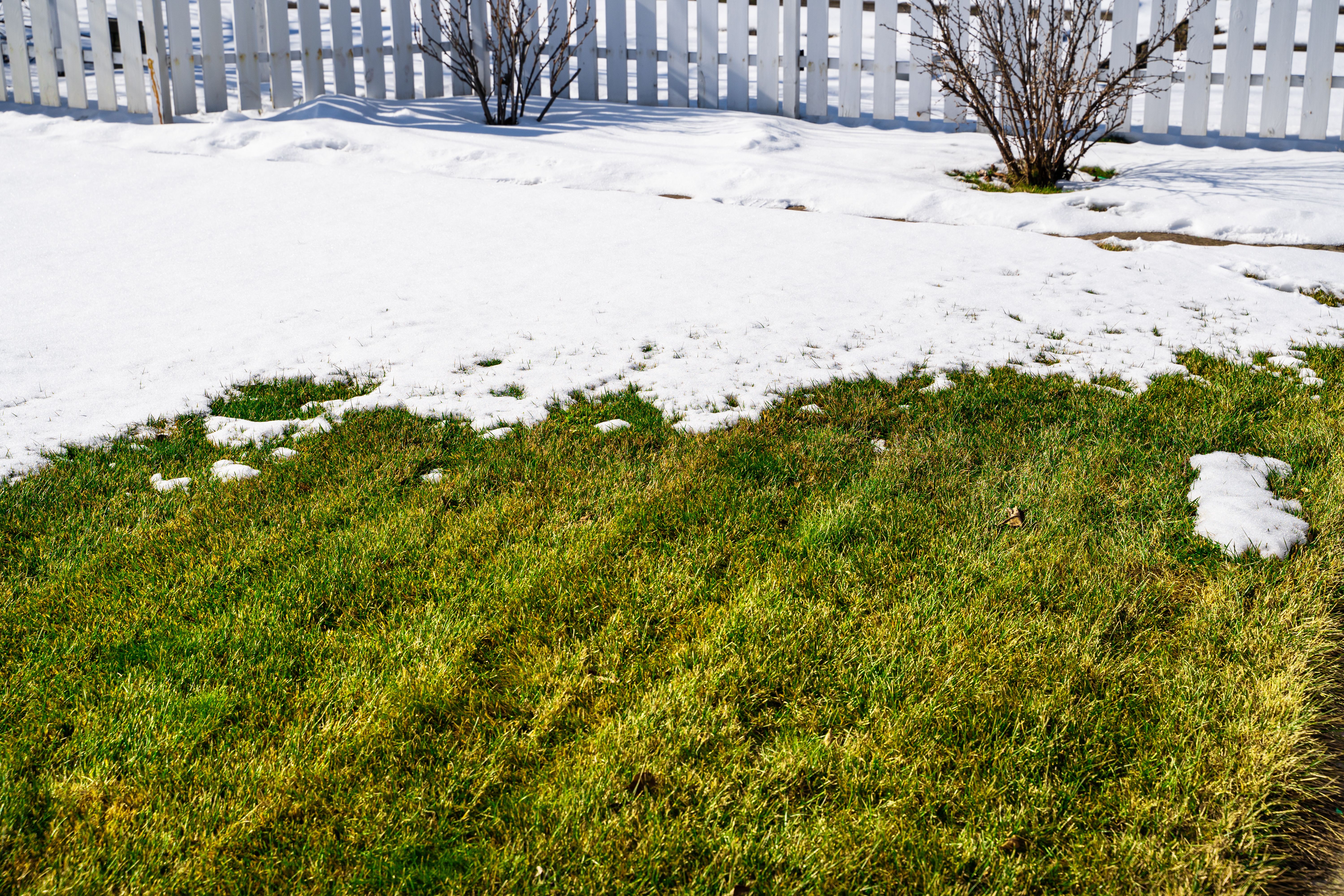 winter lawncare