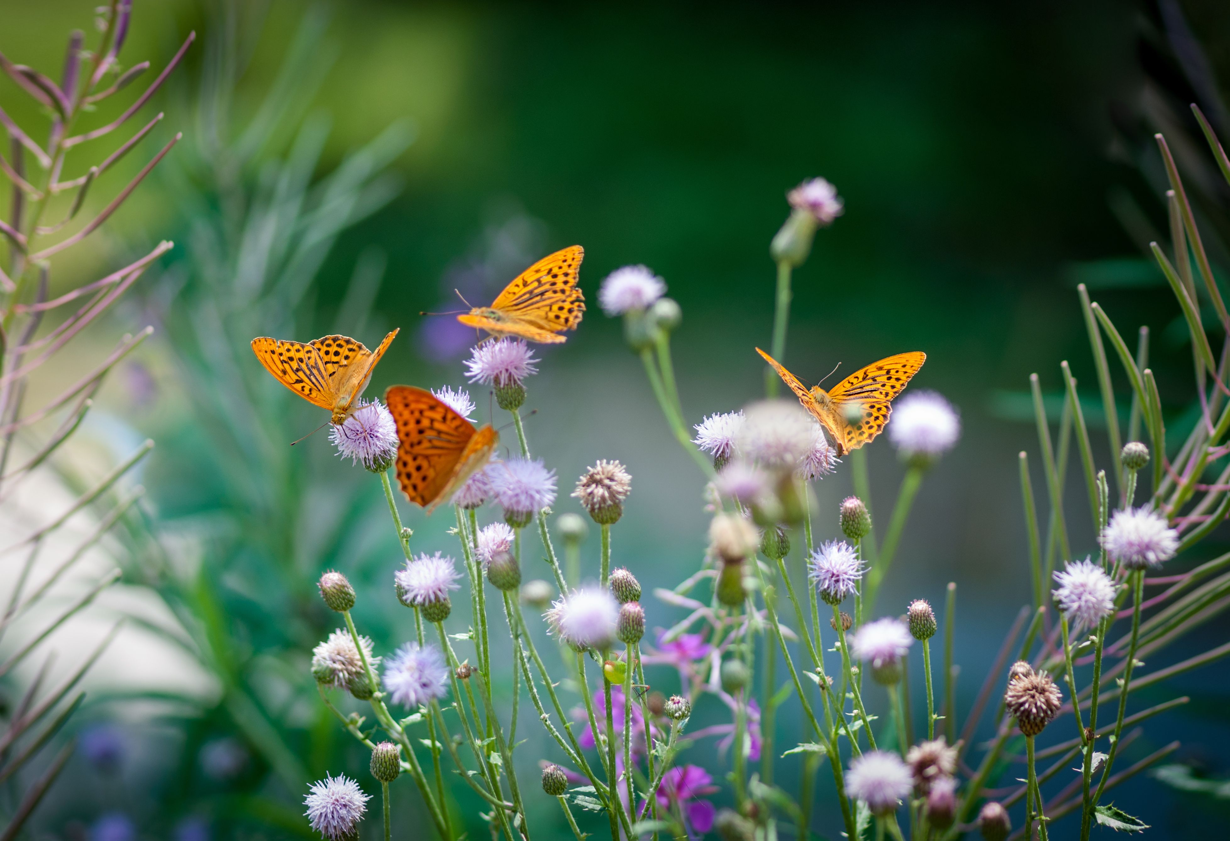 Orange butterflies drinking nectar on a green floral backgroung Orange butterflies drinking nectar on a green floral backgroung