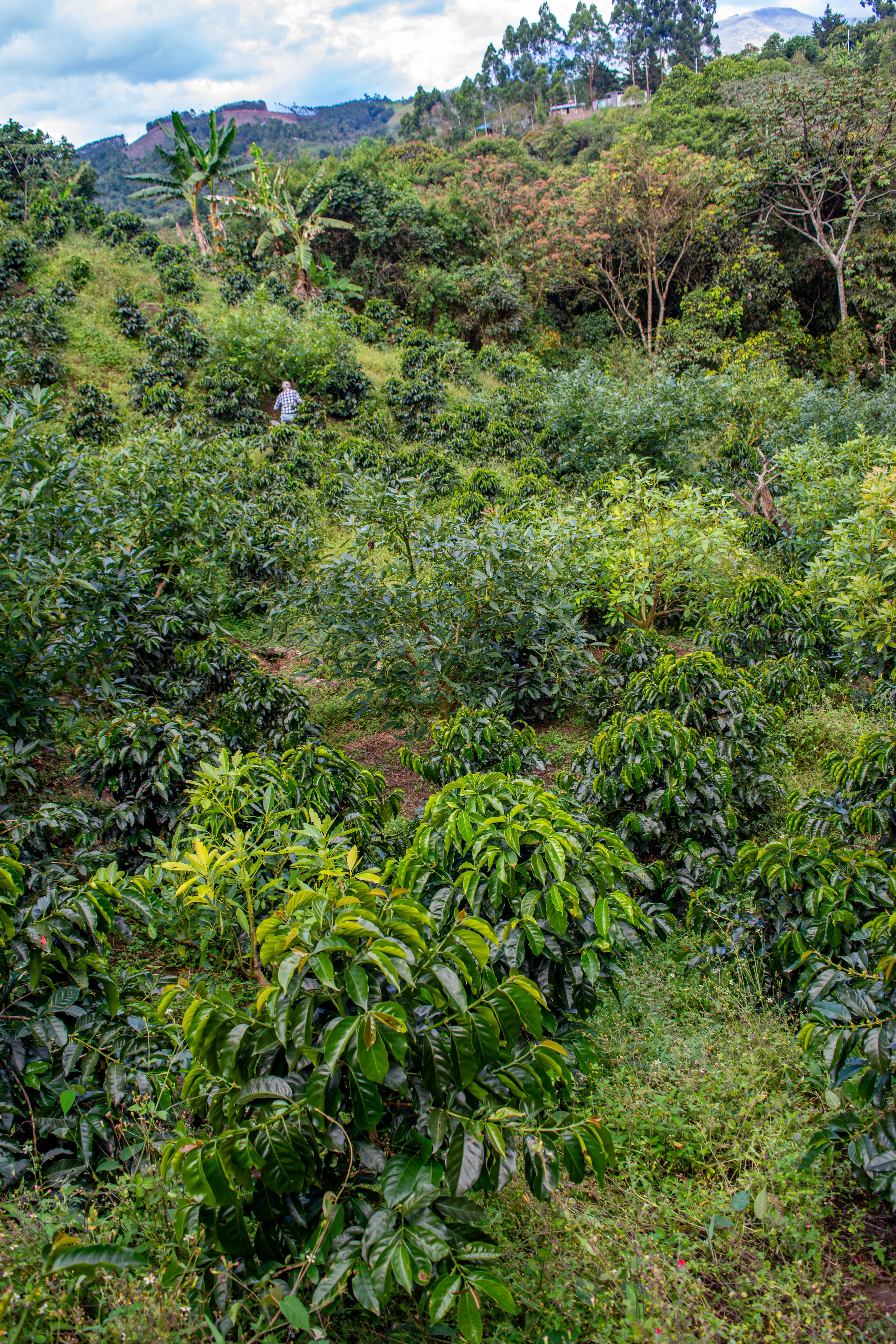sustainable coffee farm