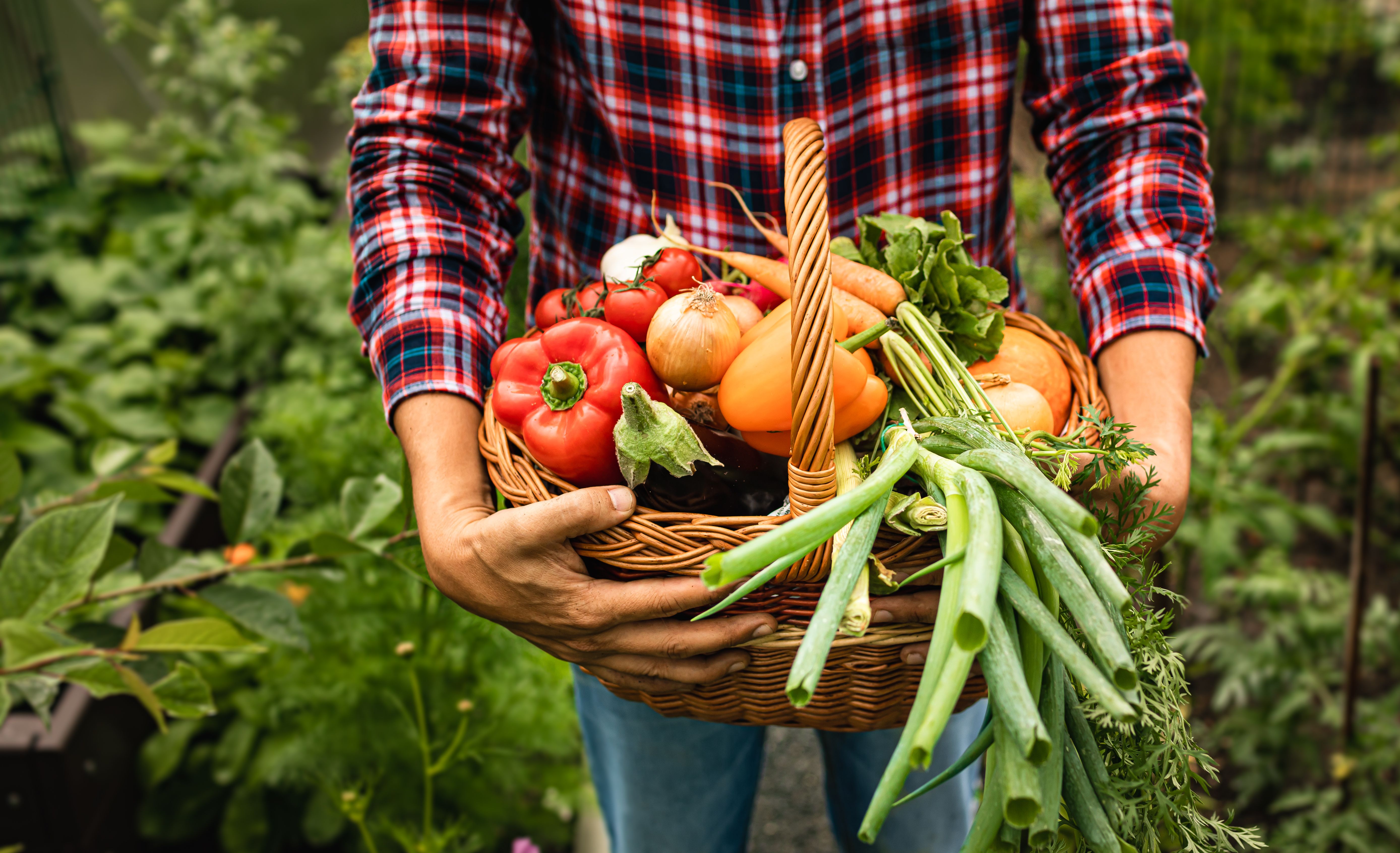 Steps to Build a Sustainable Vegetable Garden