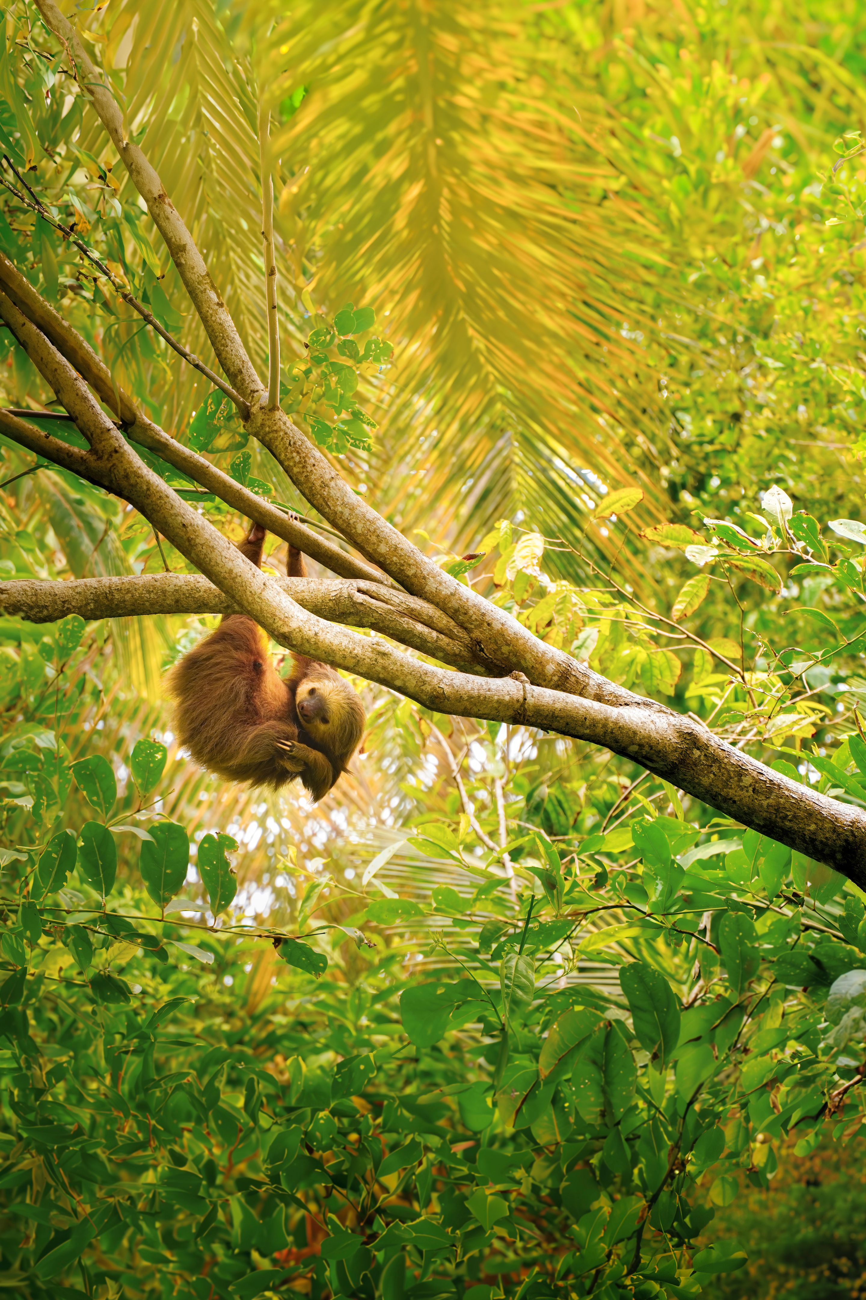 Two-toed sloth hanging in a tree, La Fortuna, Costa Rica