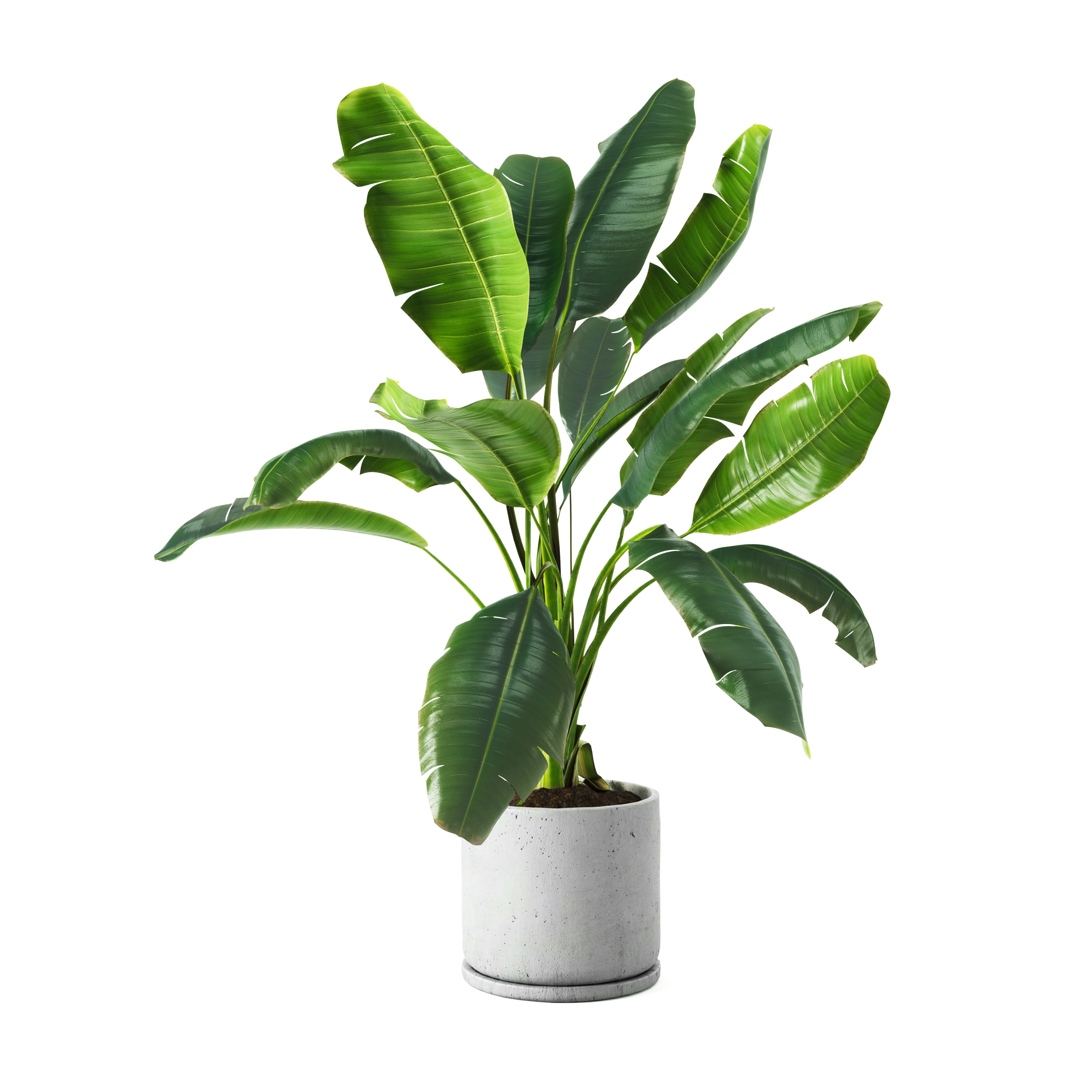 indoor plants decoration