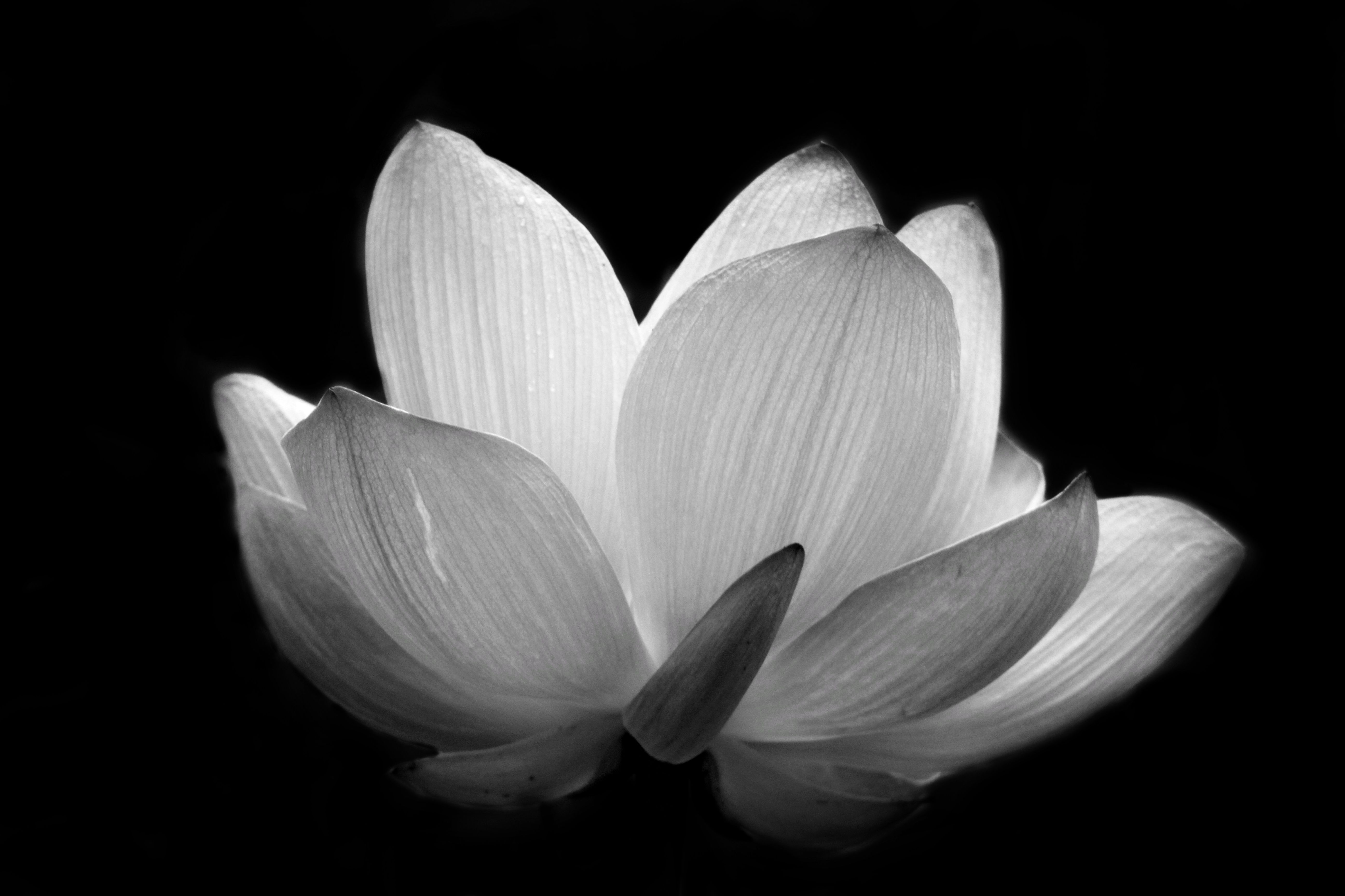 Lotus yin and yang