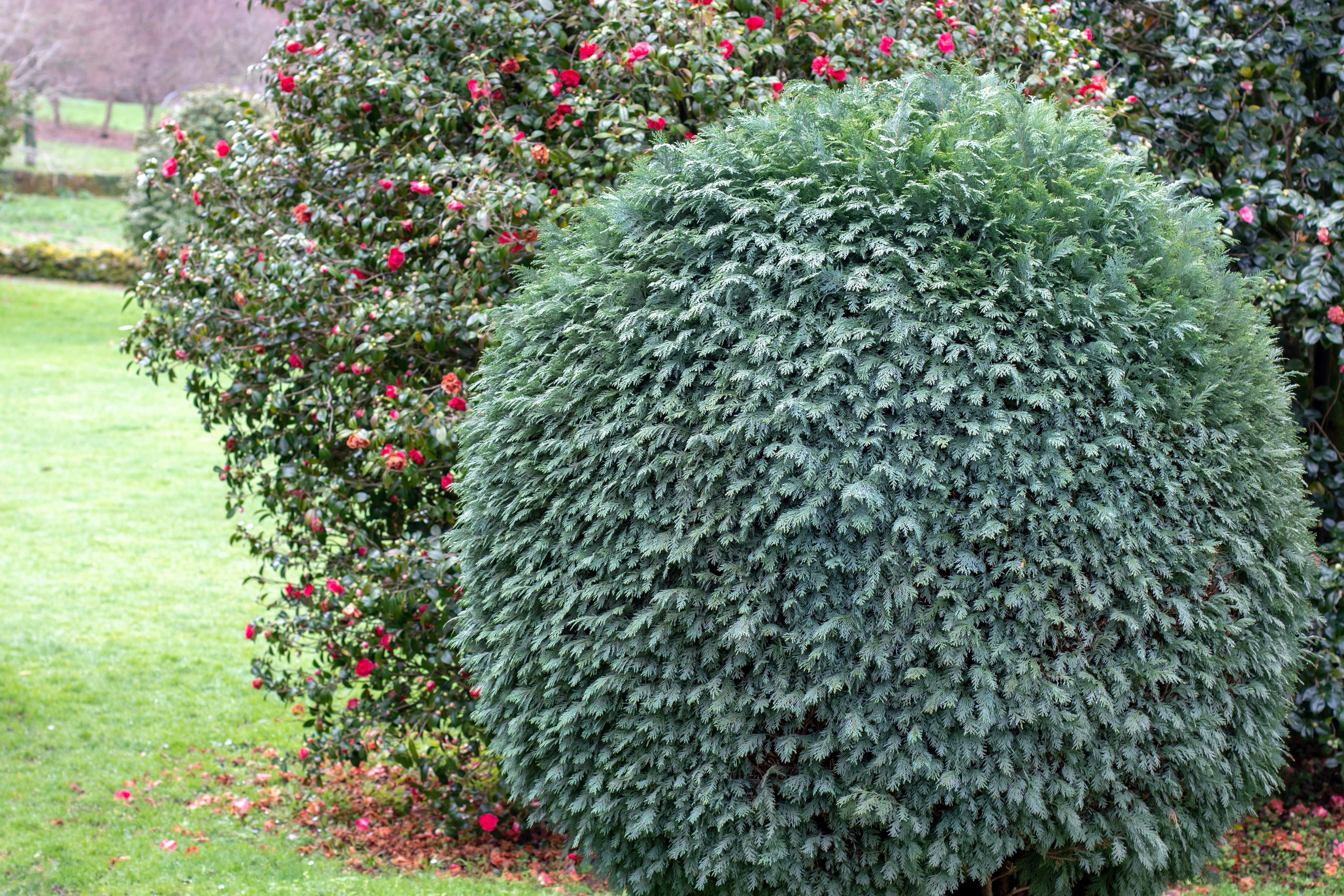 evergreen plants