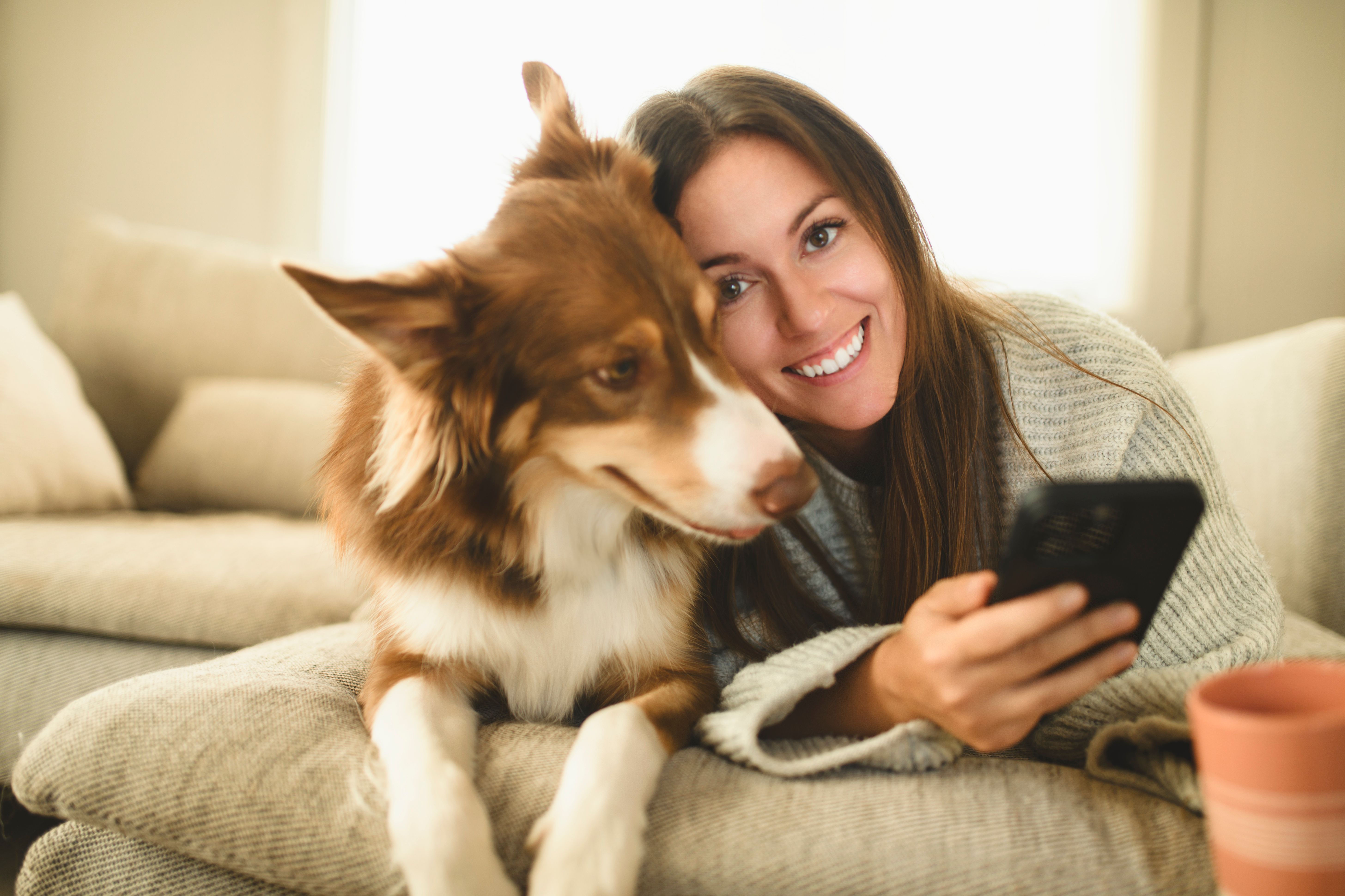 australian shepherd morning