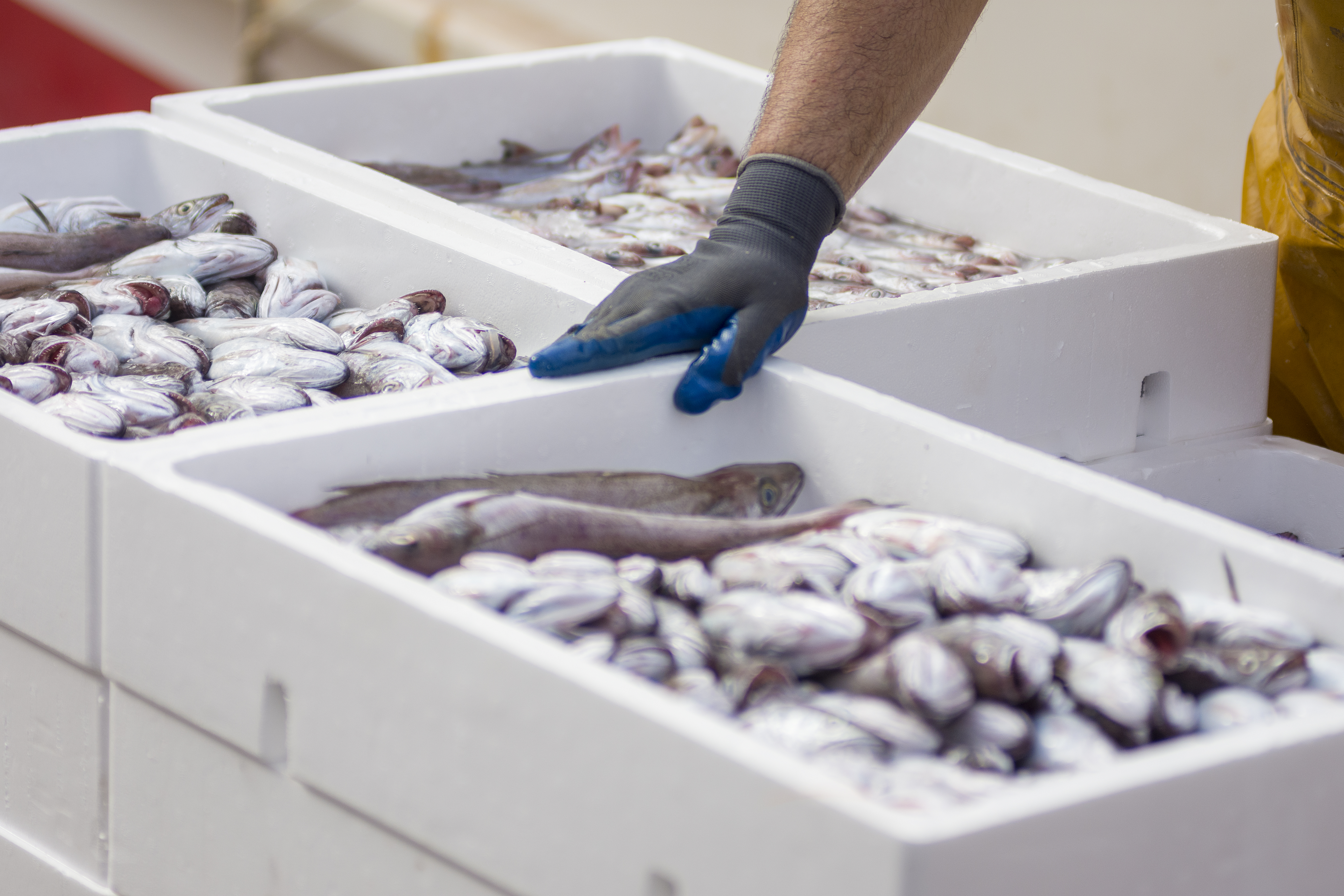 White containers with catch of sea fish. Industrial catch of fresh fish.