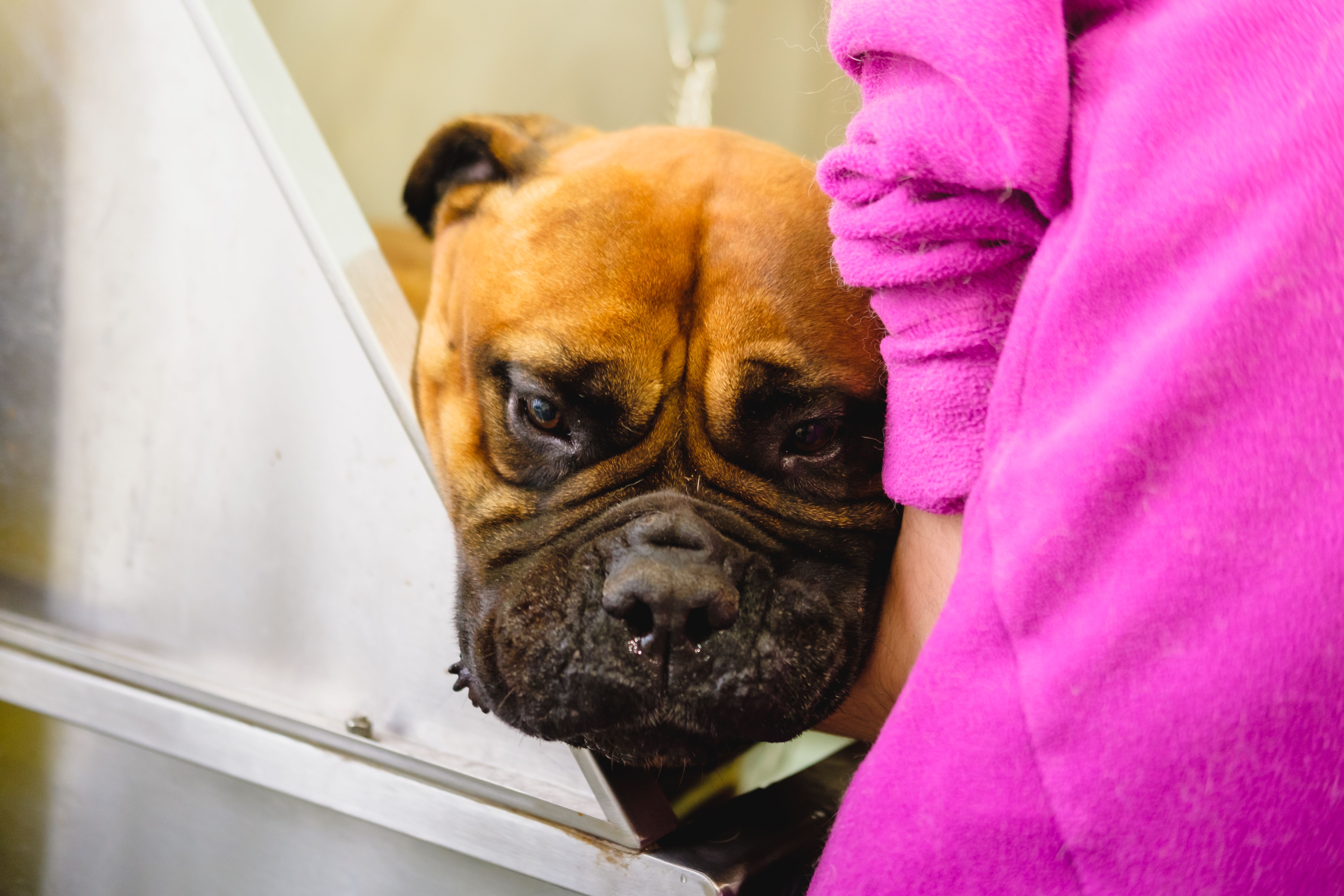 pet grooming session